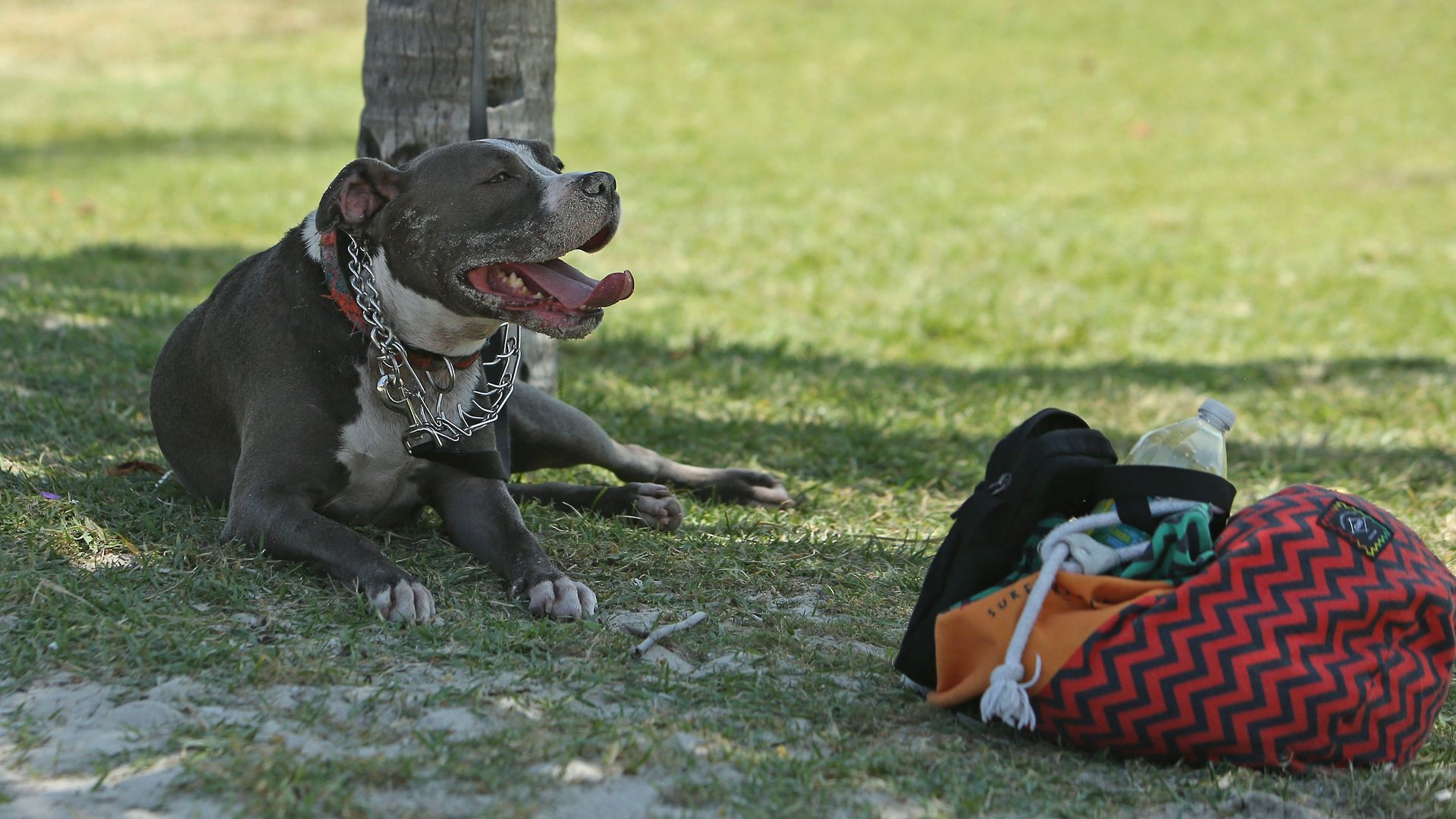 Zoey, a 5-year-old pit bull, sits under the palm trees alongside owner Norman Cornavaca and friend Jimmy Amador as they enjoyed the sunny and hot day at South Pointe Beach 