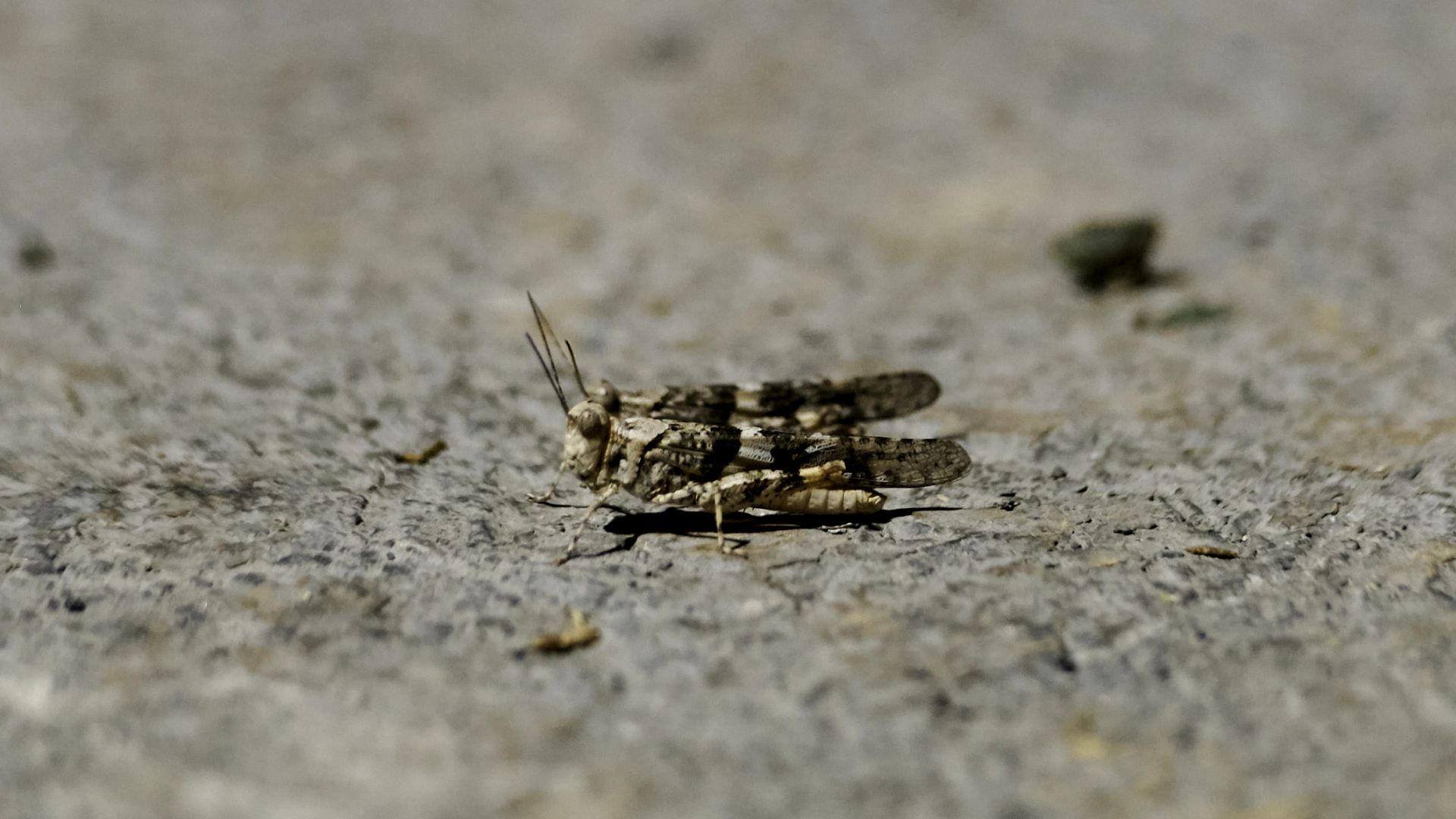 Close-up of two grasshopper sresting on a rough gray surface. Brown and tan mottled wings are folded along their bodies, with long antennae extending forward.