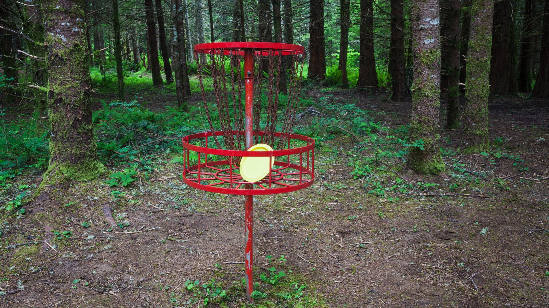 Disc golf hole in the forest