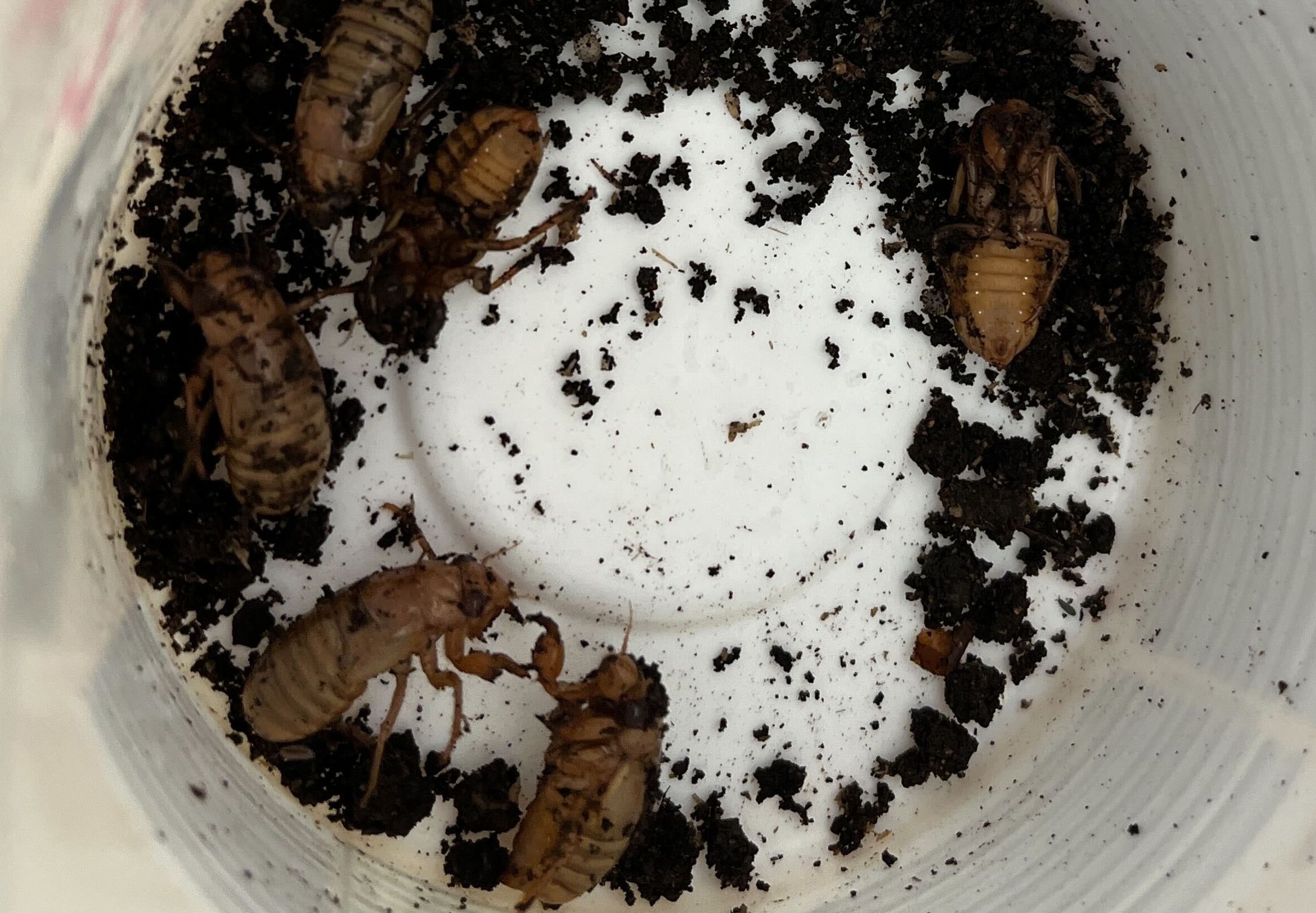 How to safely forage, cook and eat cicadas - Axios Chicago