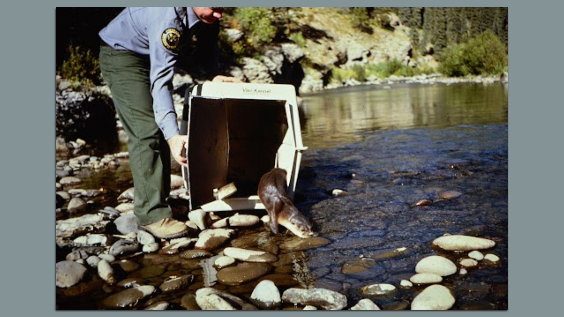A uniformed officer on a rocky riverbank opens a white transport crate, releasing a large brown aquatic mammal into shallow water by the shore.