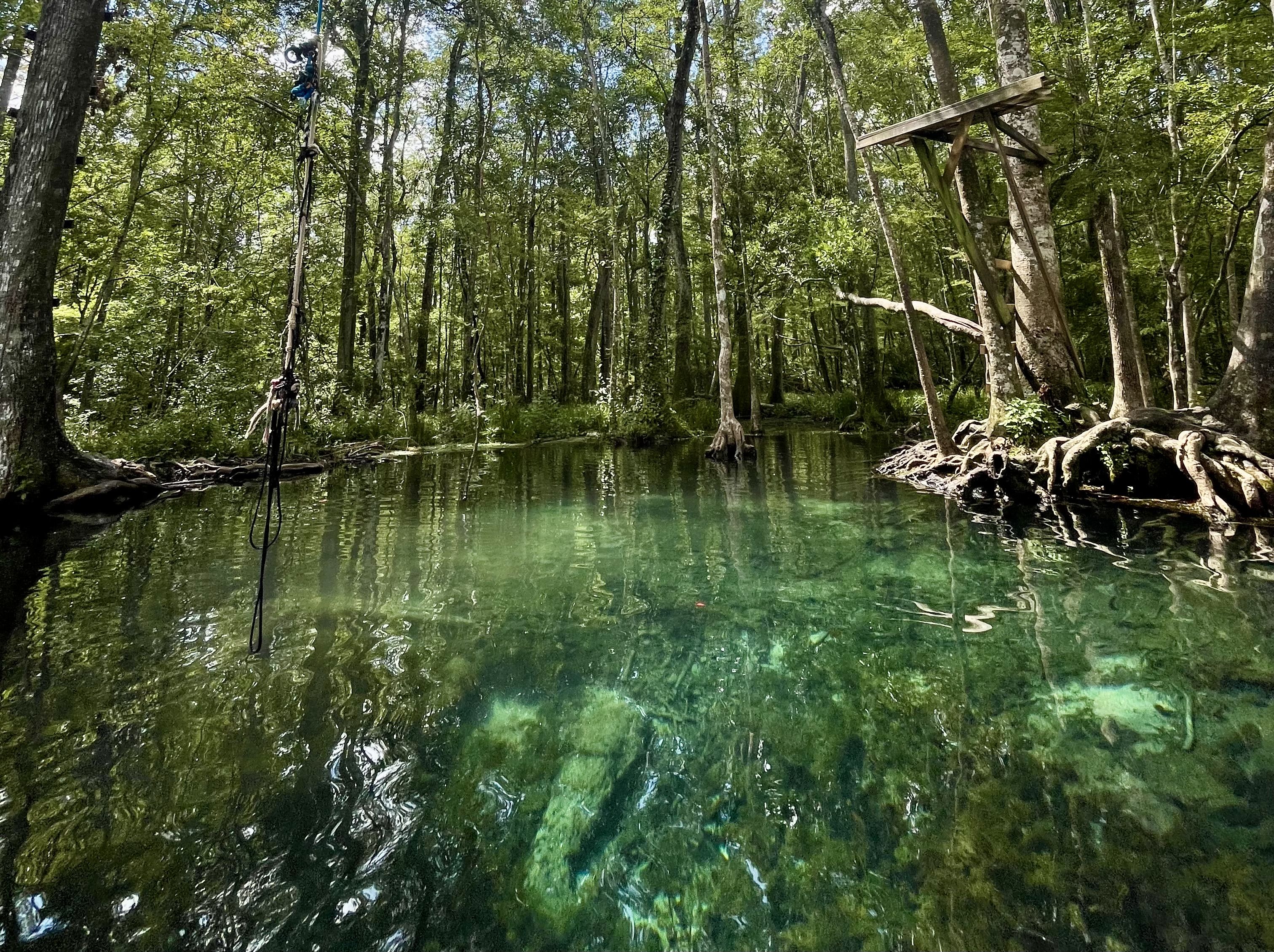 A view of a swimming hole with clear blue water surrounded by trees. In a tree along the shore, a wooden ladder leading up to a diving platform. 