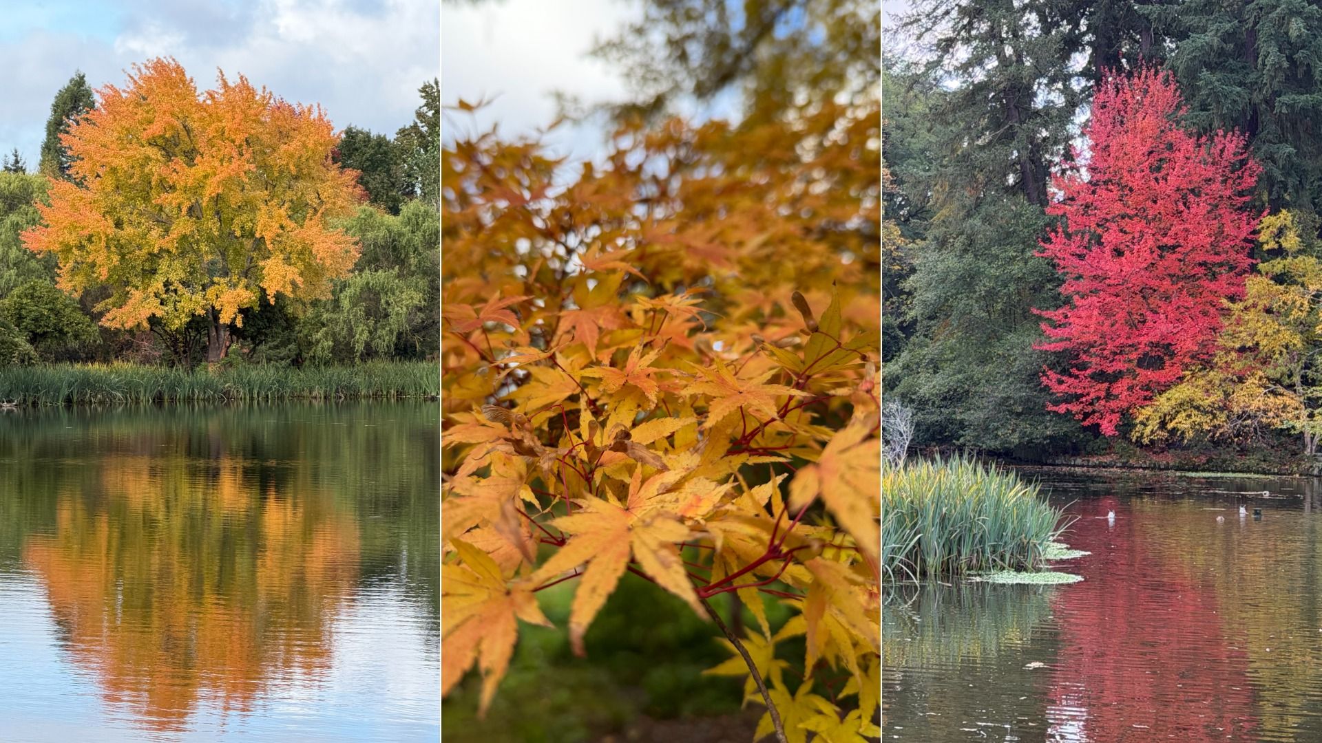 Collage of autumn scenes: left, orange-yellow tree reflected in a calm lake; center, close-up of yellow-orange maple leaves; right, bright red tree by a pond with green and yellow foliage.