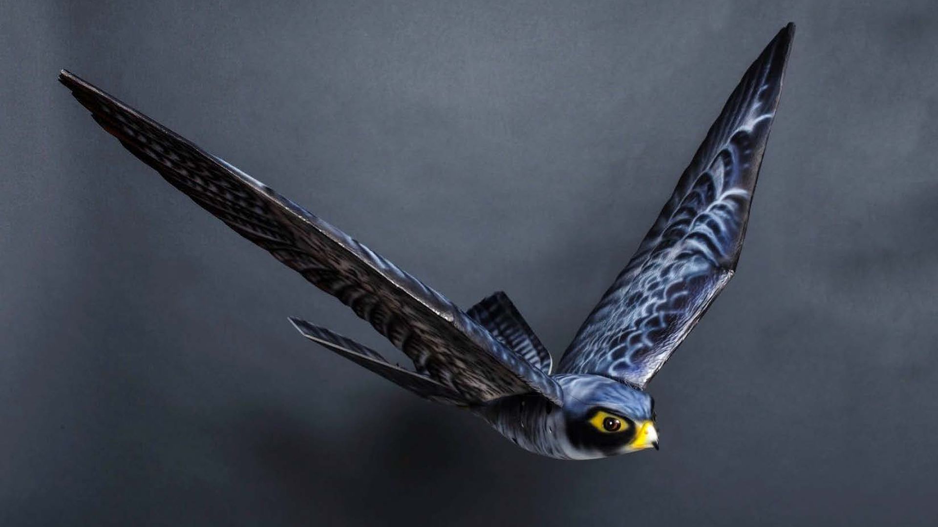 One of the Drone Bird Company's models. 