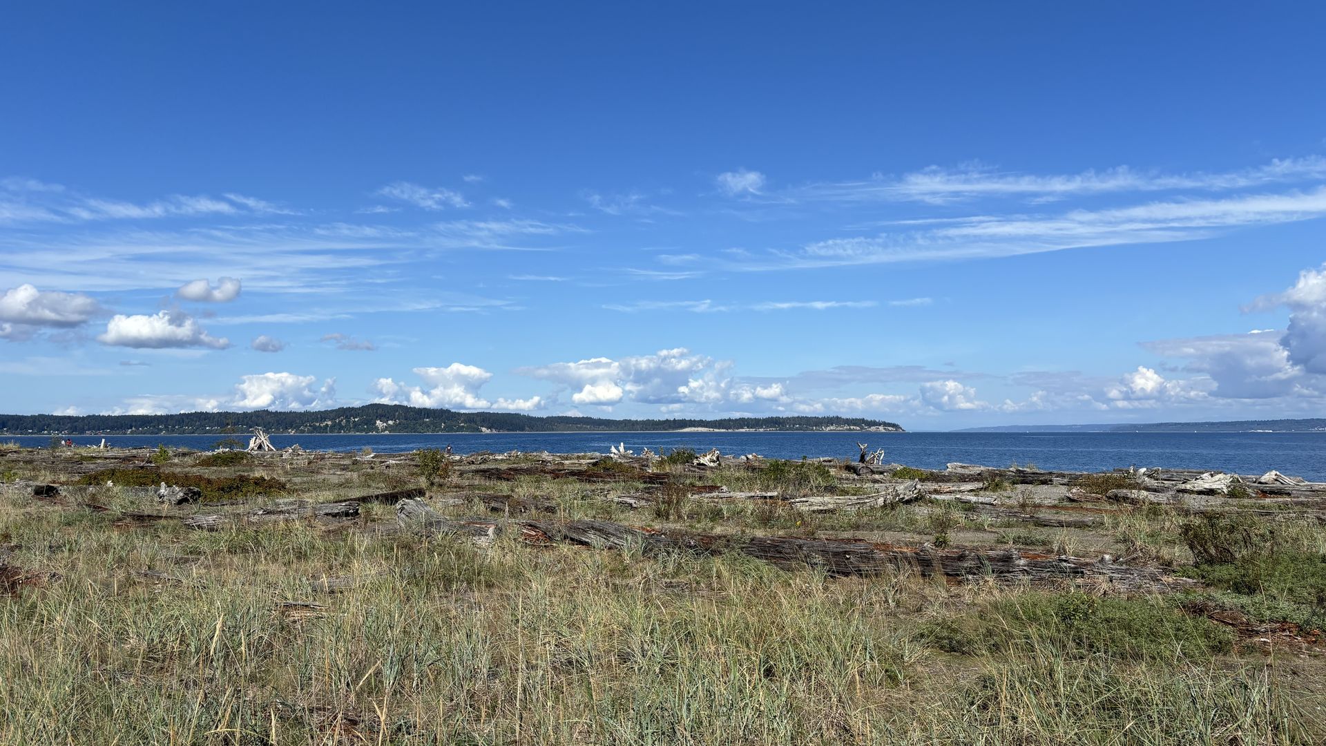 Brush and logs dot the landscape in front of a seaside beach, with blue sky and clouds in background.