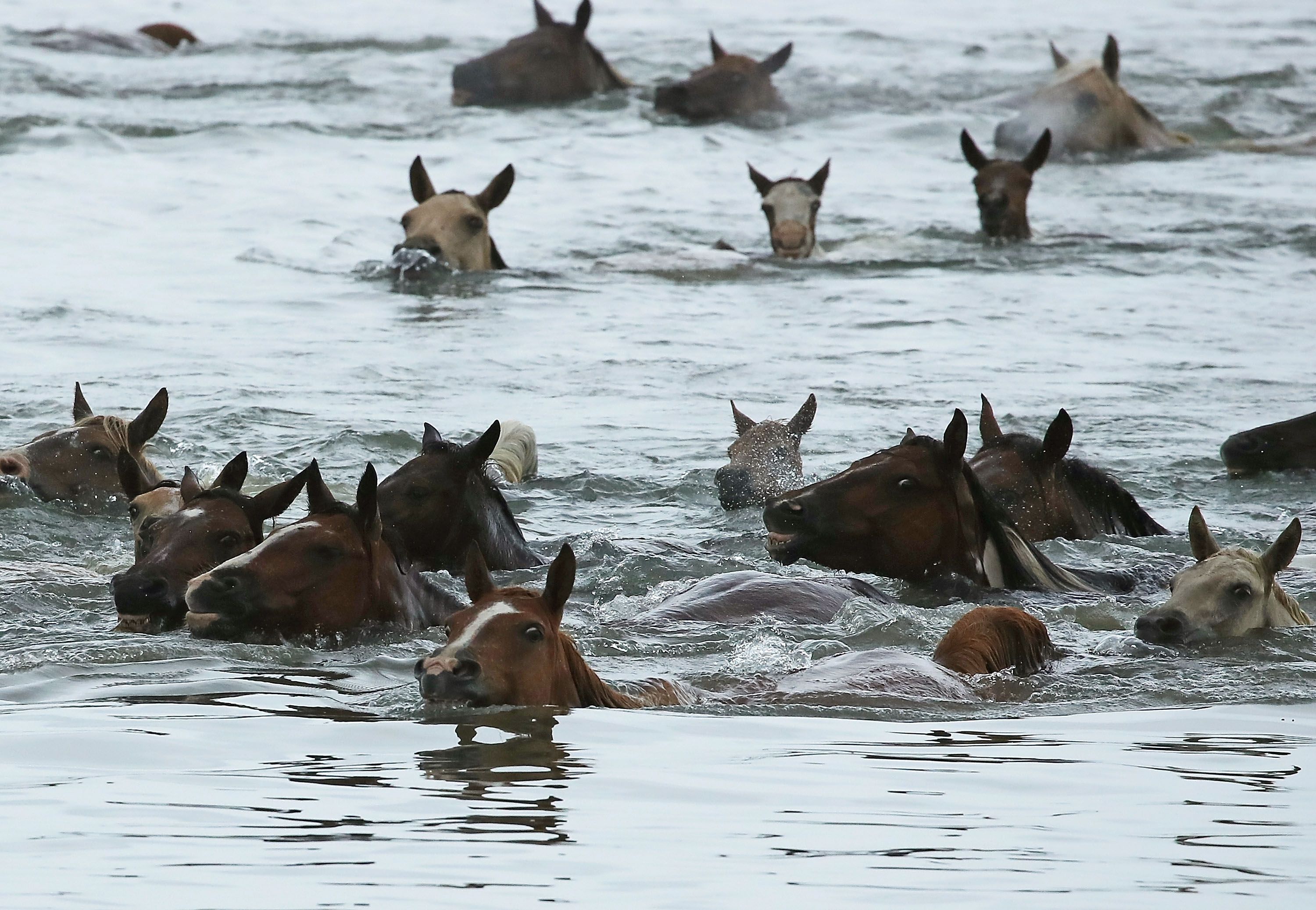 Wild ponies swim across the Assateague Channel during the 93rd annual Pony Swim from Assateague Island to Chincoteague on July 25, 2018 in Chincoteague, Virginia. (Photo by Mark Wilson/Getty Images)