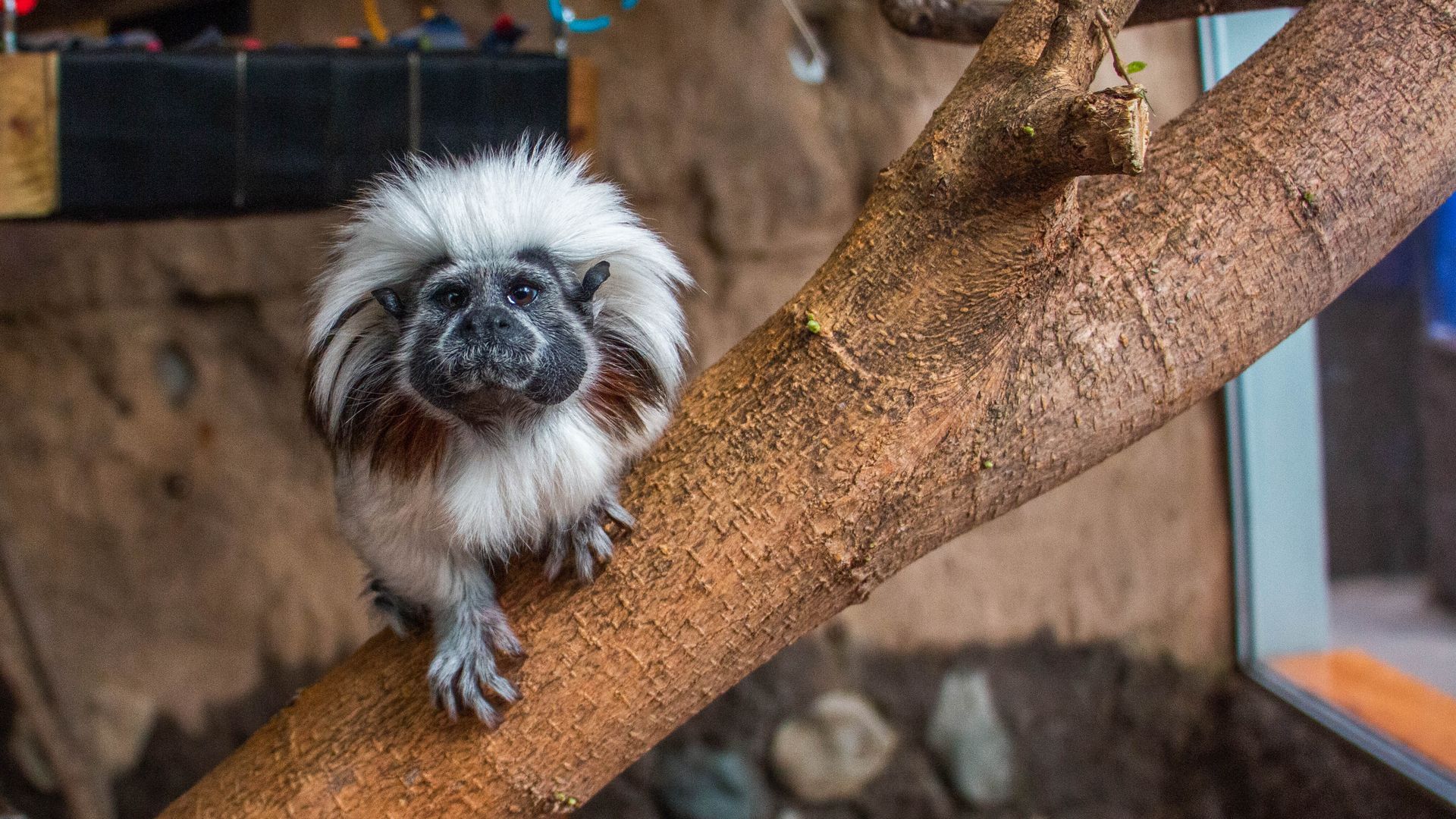 A photo of a zoo animal.