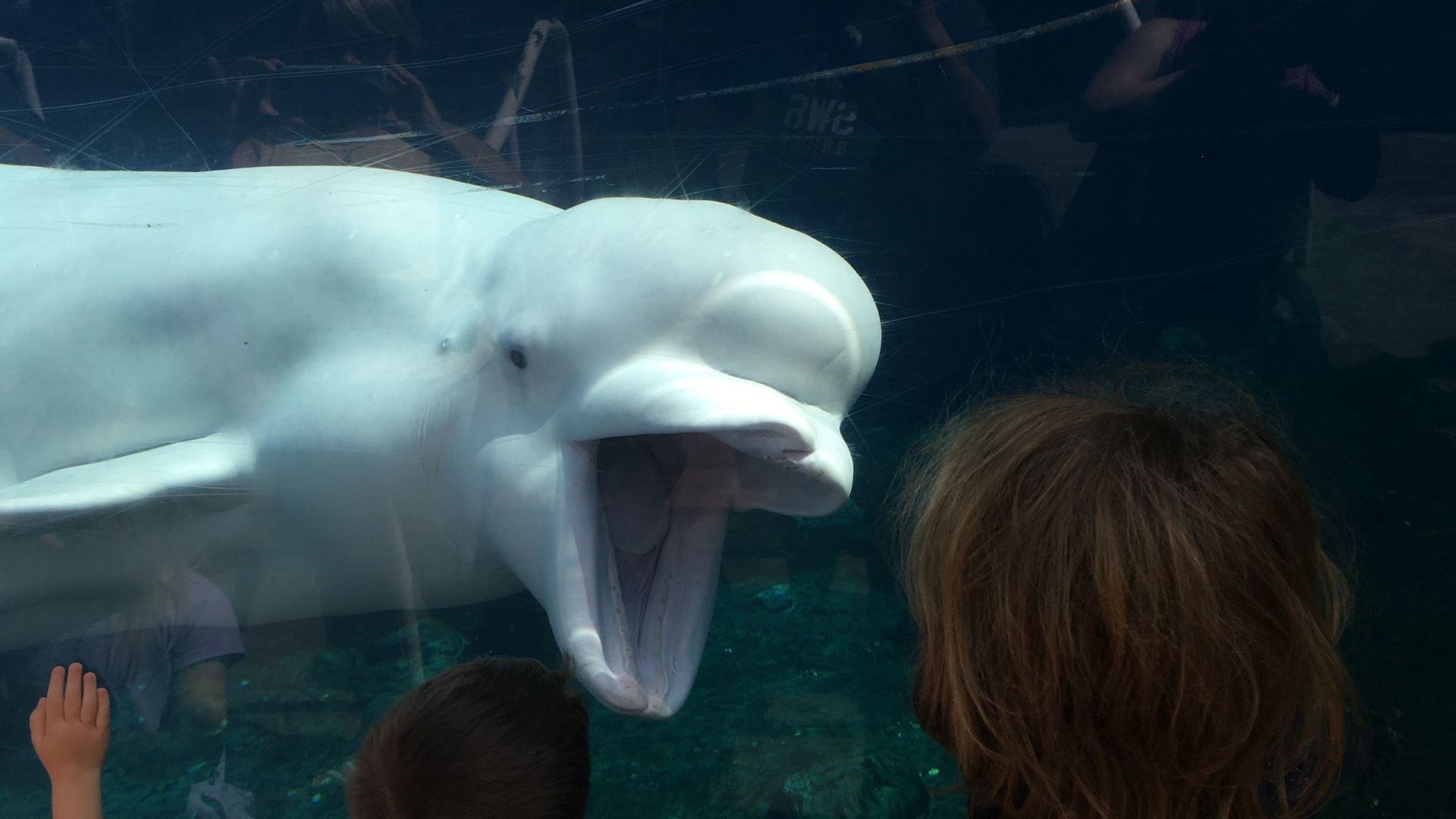 A Beluga whale at Mystic Aquarium in Connecticut