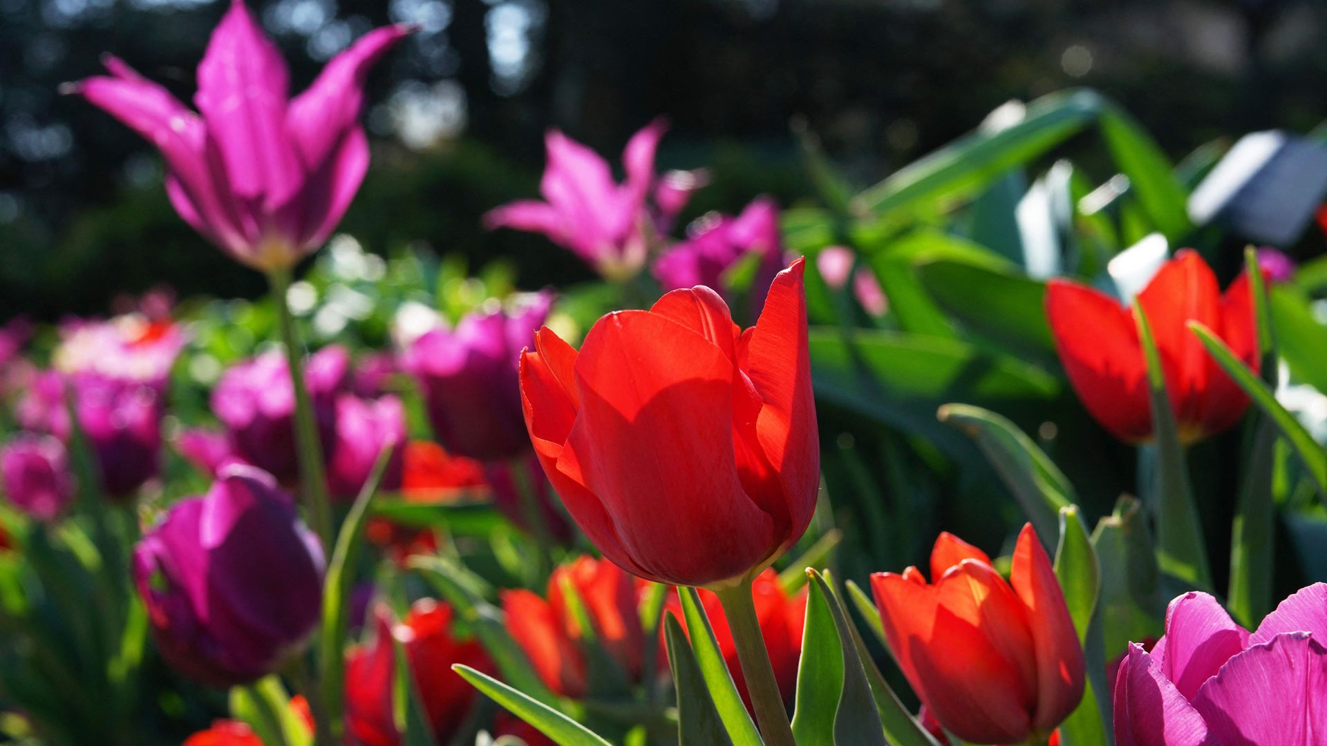 Colorful tulips in the Bishop's Garden on the  National Cathedral grounds. 