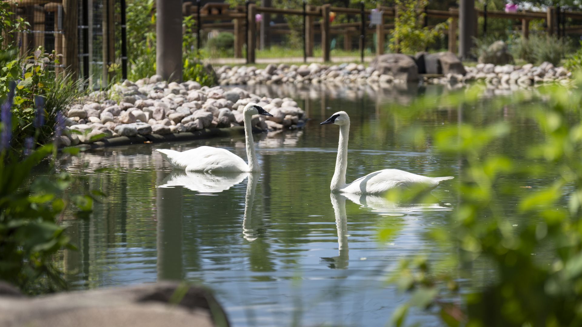 Two white swans with black beaks swimming in a calm pond surrounded by rocks, greenery, and wooden fence posts on a sunny day.