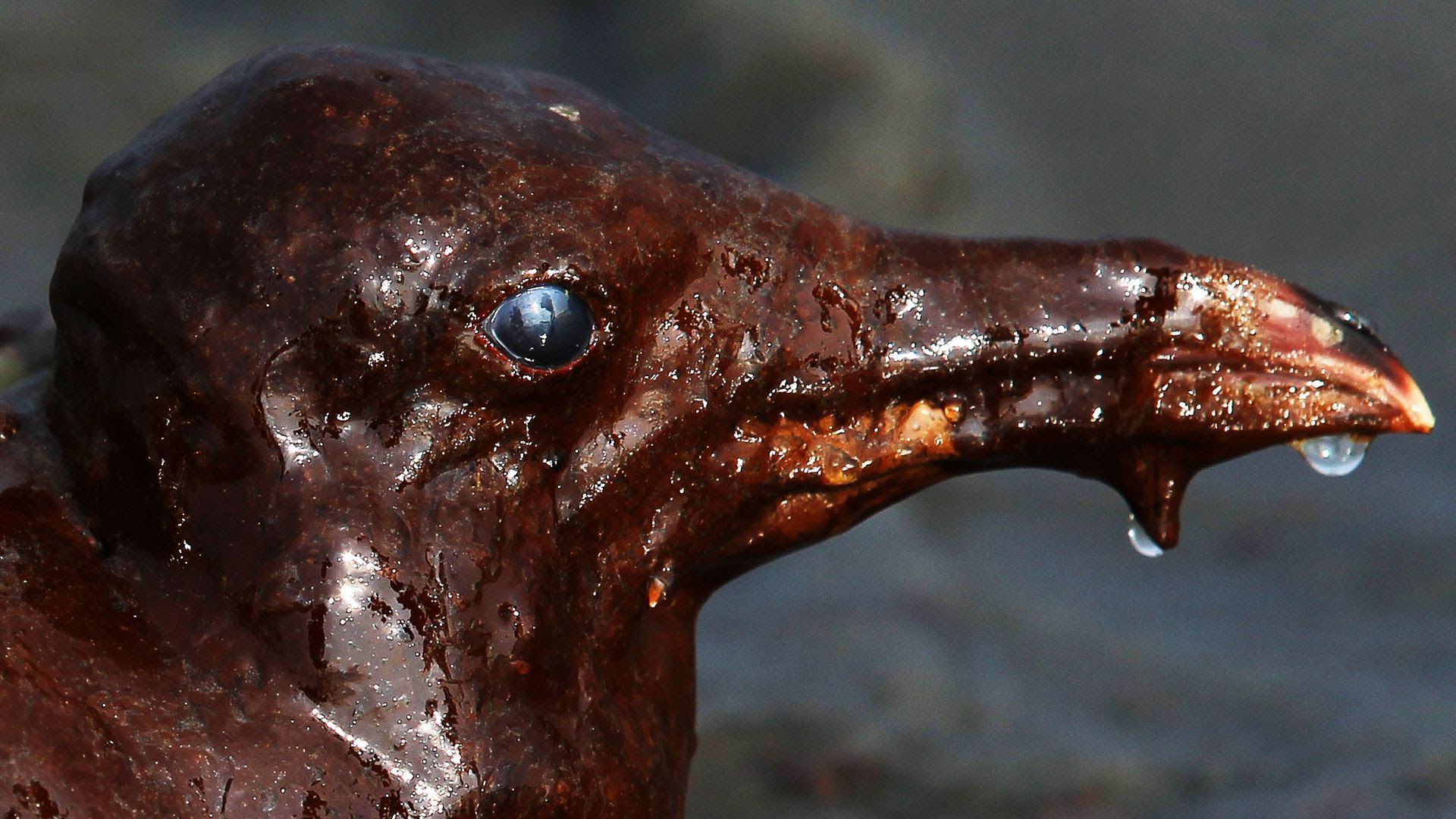 A gull covered in paint.