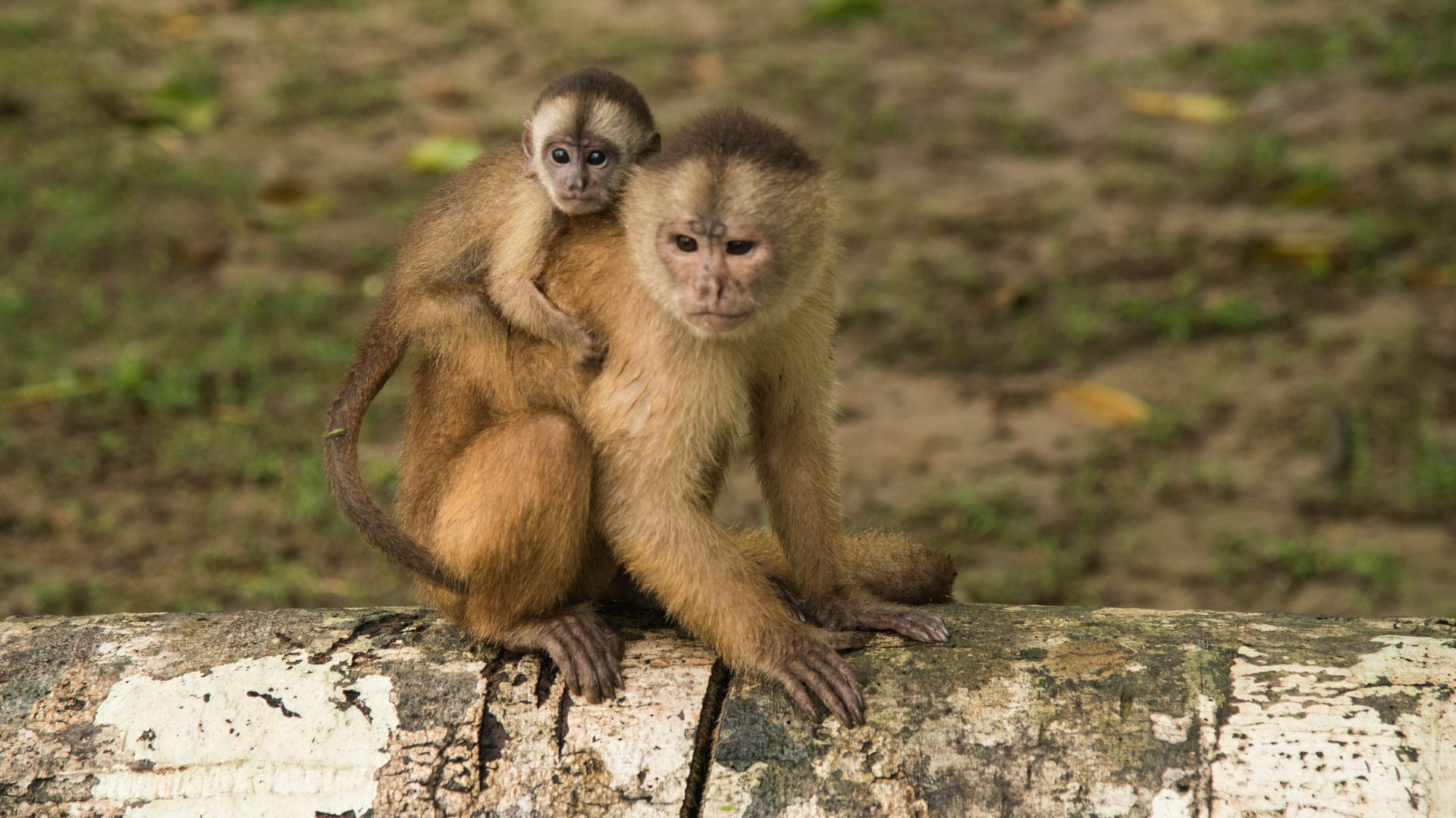 Capuchin monkeys in Peru. They are among the most illegally trafficked species in the country. Photo: Education Images/Universal Images Group via Getty Images