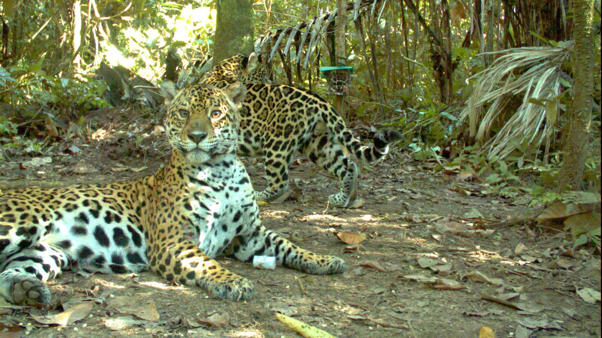 Jaguars in Colombia.  Photo: Courtesy of the Wildlife Conservation Society 
