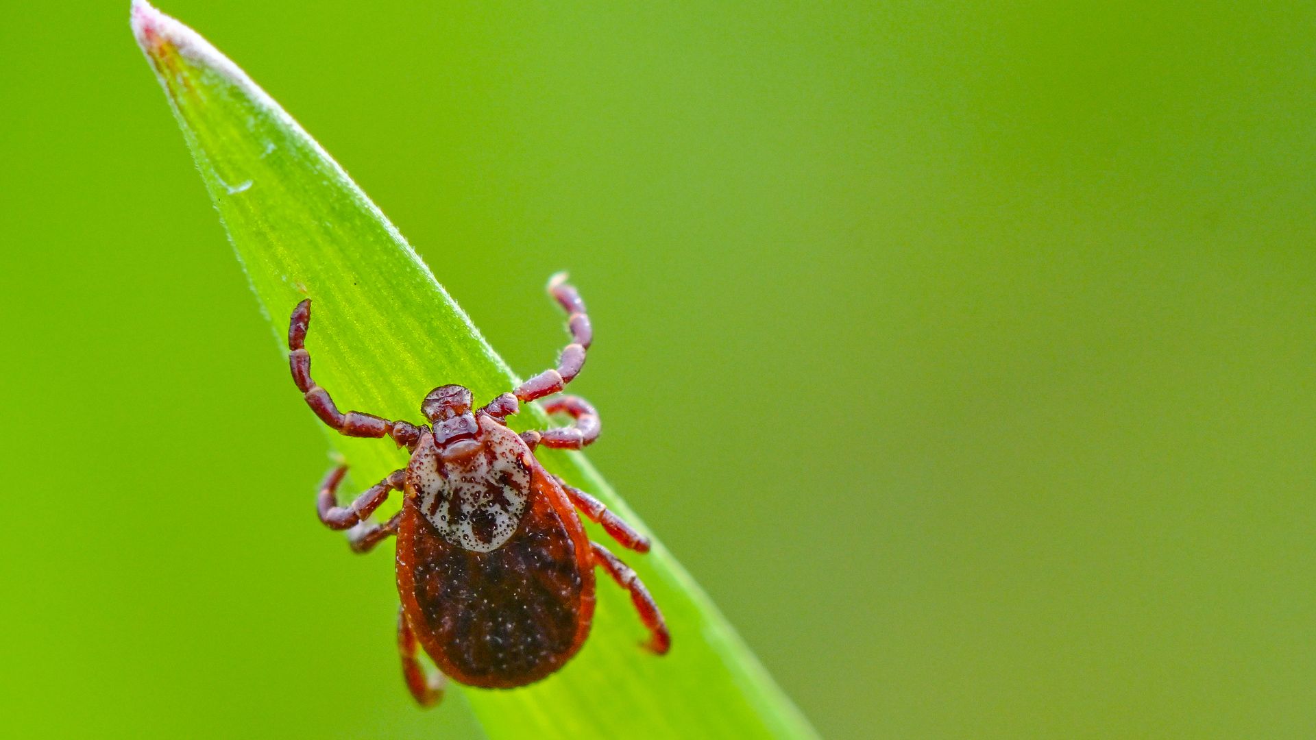 A tick on a green blade of grass.