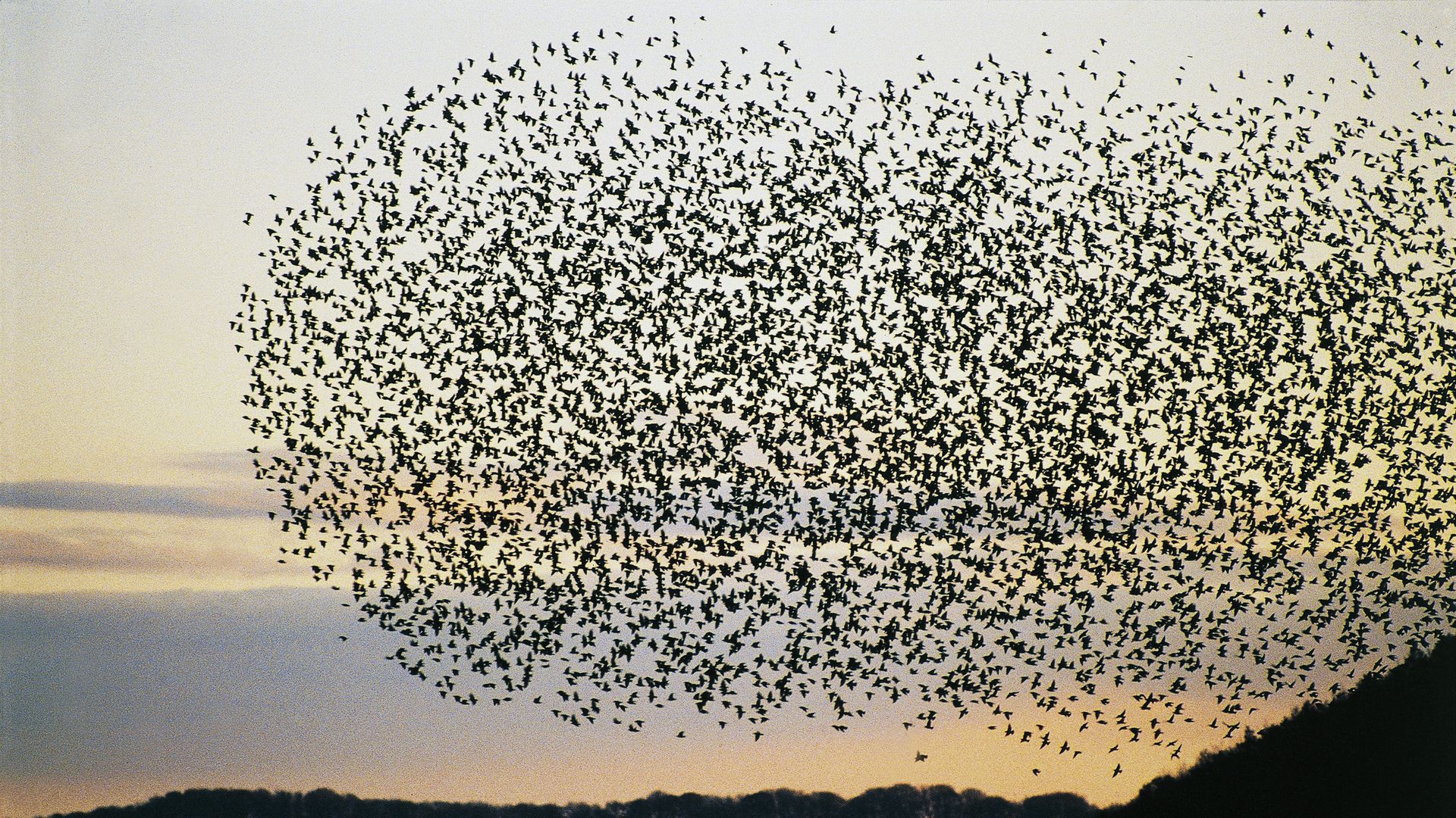 Flock of birds swarming together