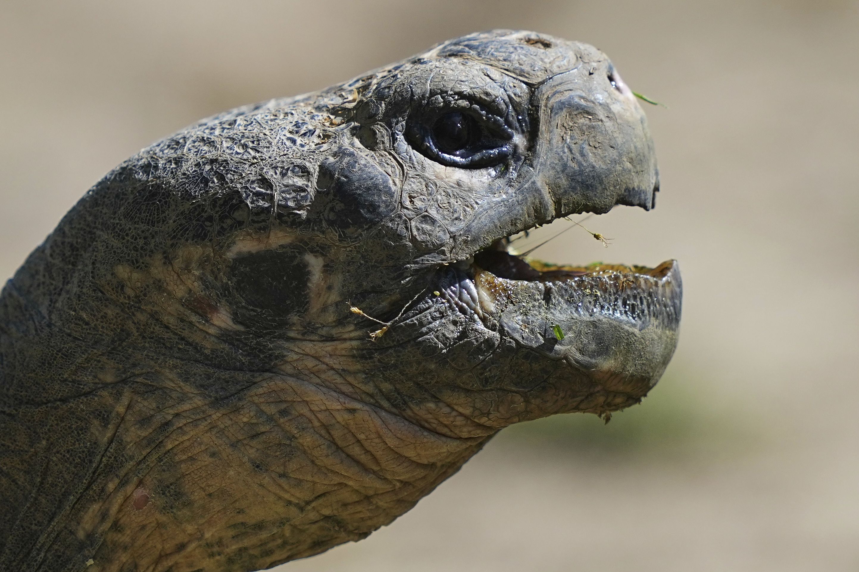 Mommy, a nearly 100-year-old Galapagos tortoises, and parent of four hatchlings is seen in her enclosure at the Philadelphia Zoo in Philadelphia, Wednesday, April 23, 2025. (AP Photo/Matt Rourke)