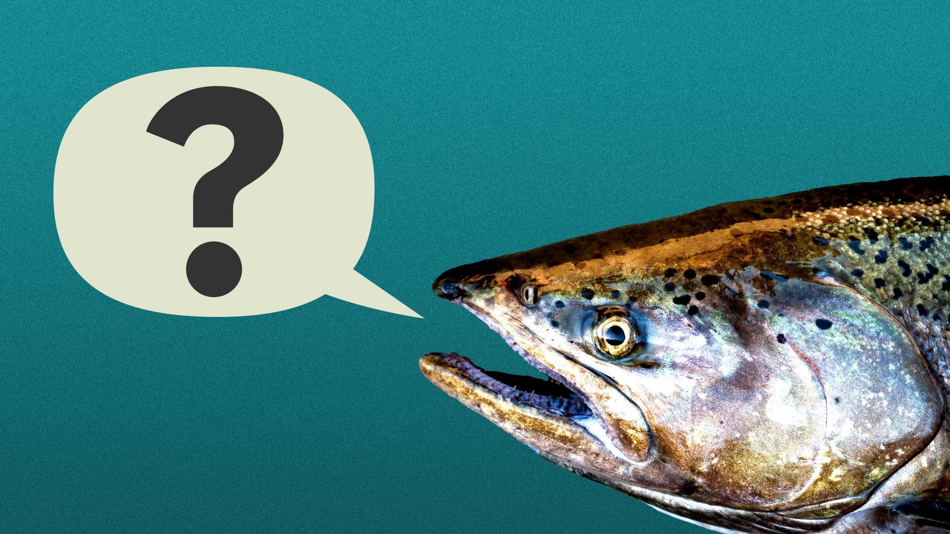 Illustration of a salmon with a word balloon with a question mark in it coming out of its mouth.
