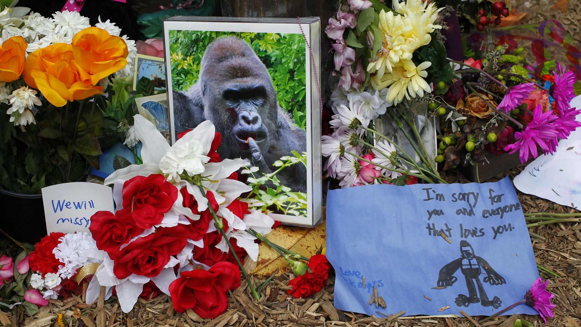 Flowers lay around a bronze statue of a gorilla and her baby outside the Cincinnati Zoo's Gorilla World exhibit days after a 3-year-old boy fell into the moat and officials were forced to kill Harambe, a 17-year-old Western lowland silverback gorilla June 2, 2016 in Cincinnati, Ohio.