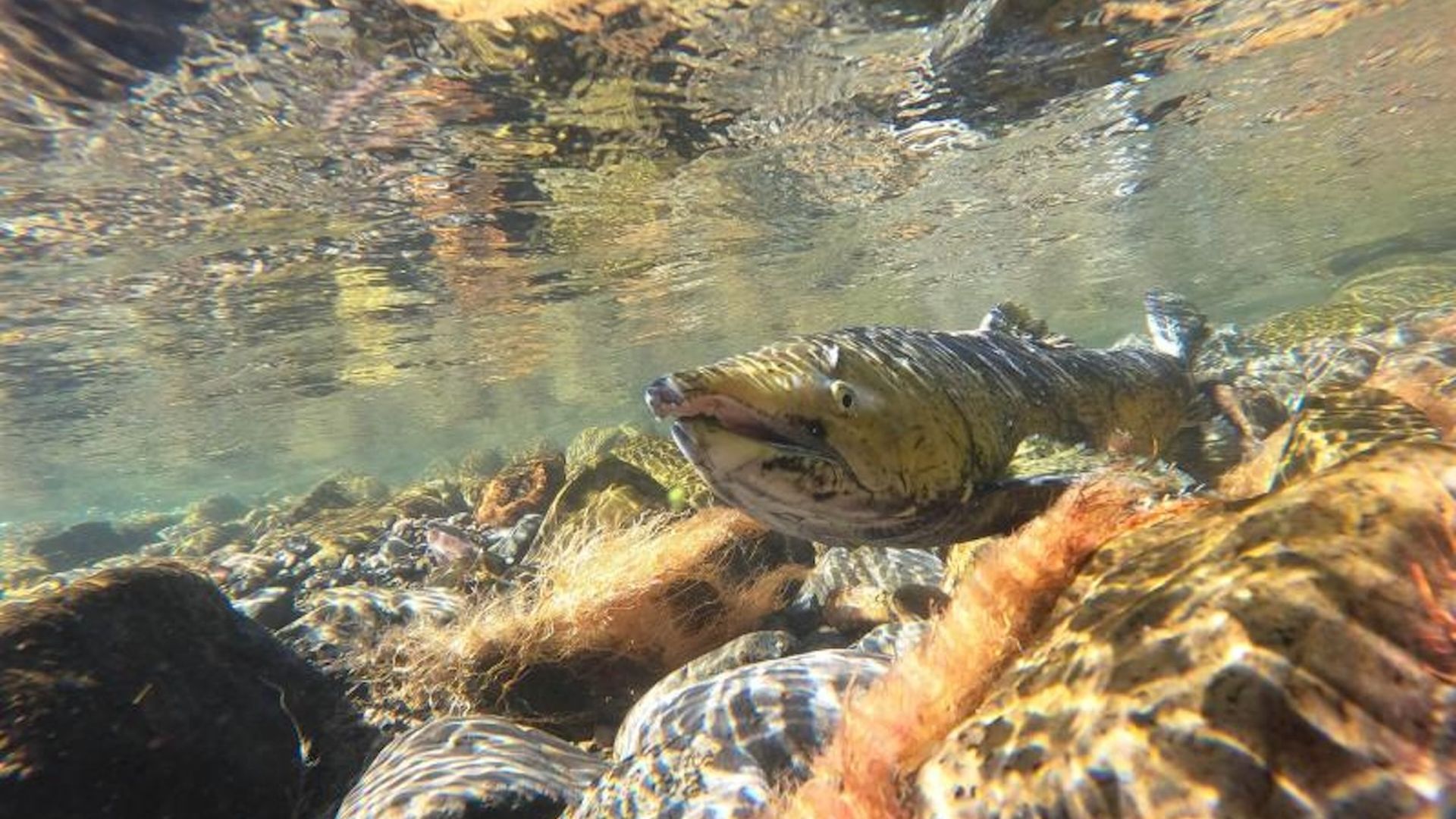 A photo of a Chinook salmon swimming in shallow water with rocks.