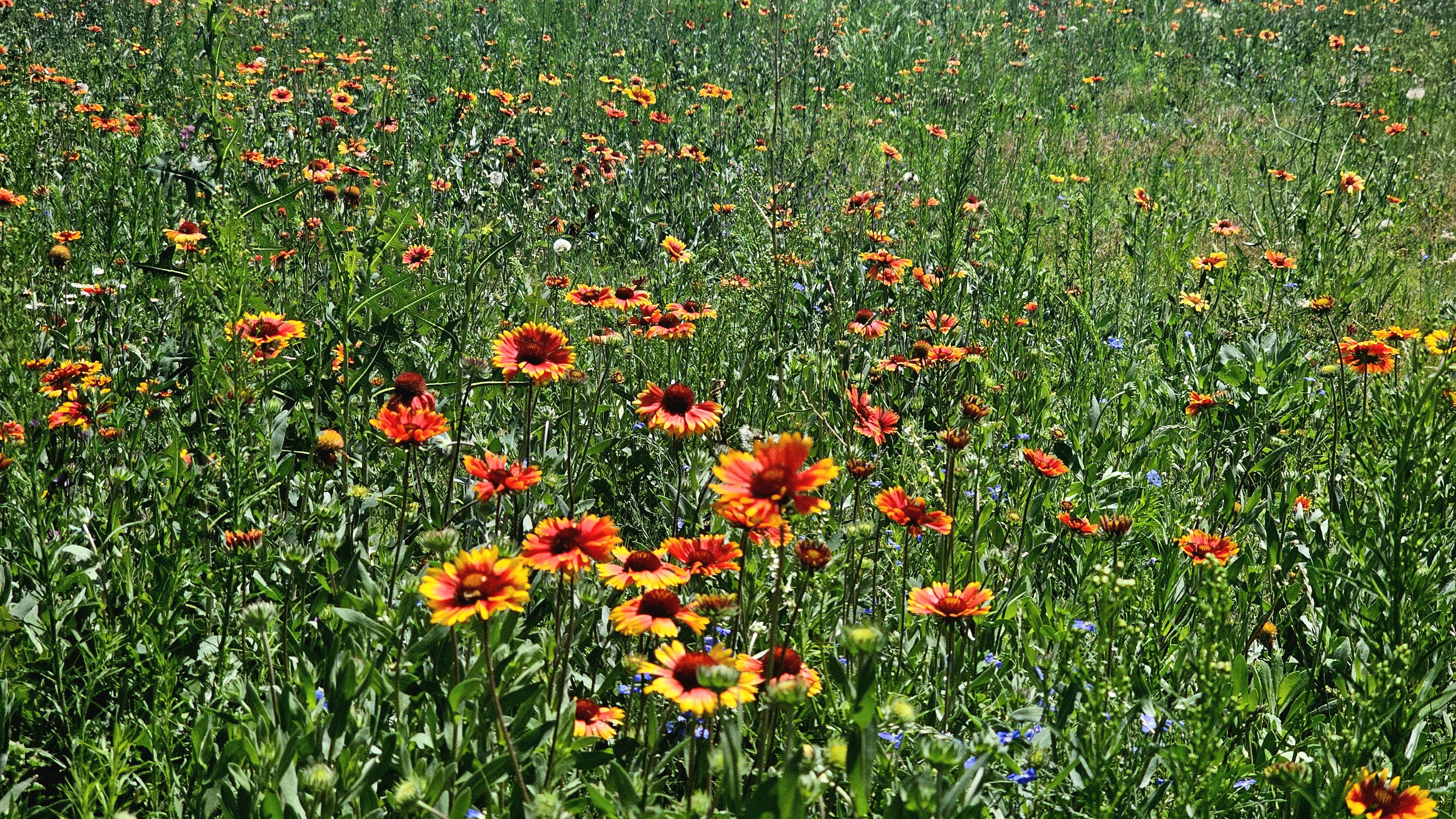 A sunlit field of densely packed orange and yellow daisy-like flowers with tall green stems, scattered white and blue blooms among the greenery.