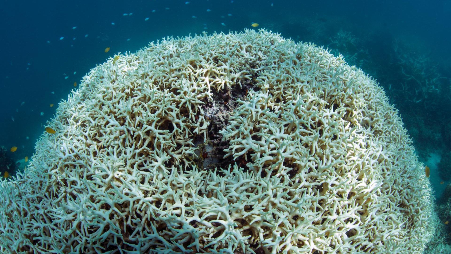 Coral bleaching on Lizard Island in the Great Barrier Reef, off the coast of Australia.