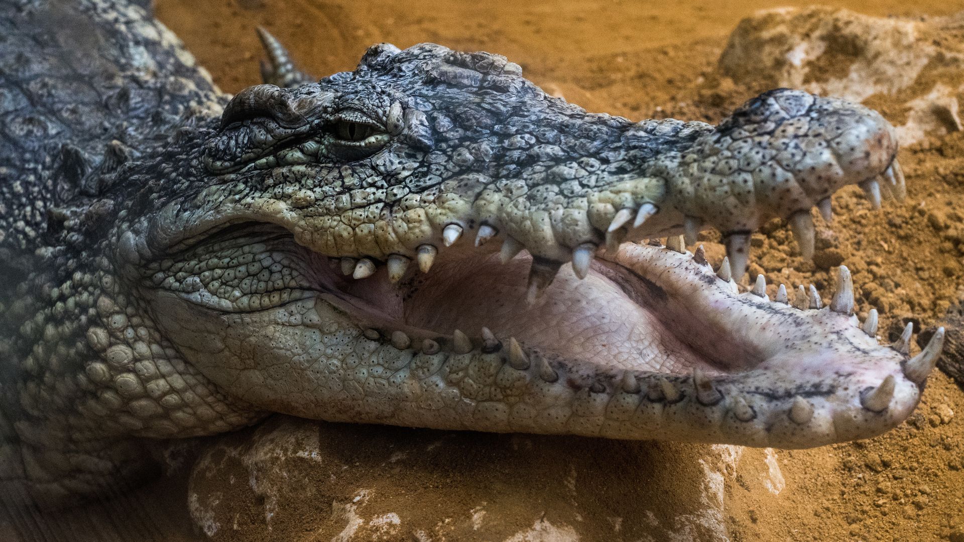 Crocodile