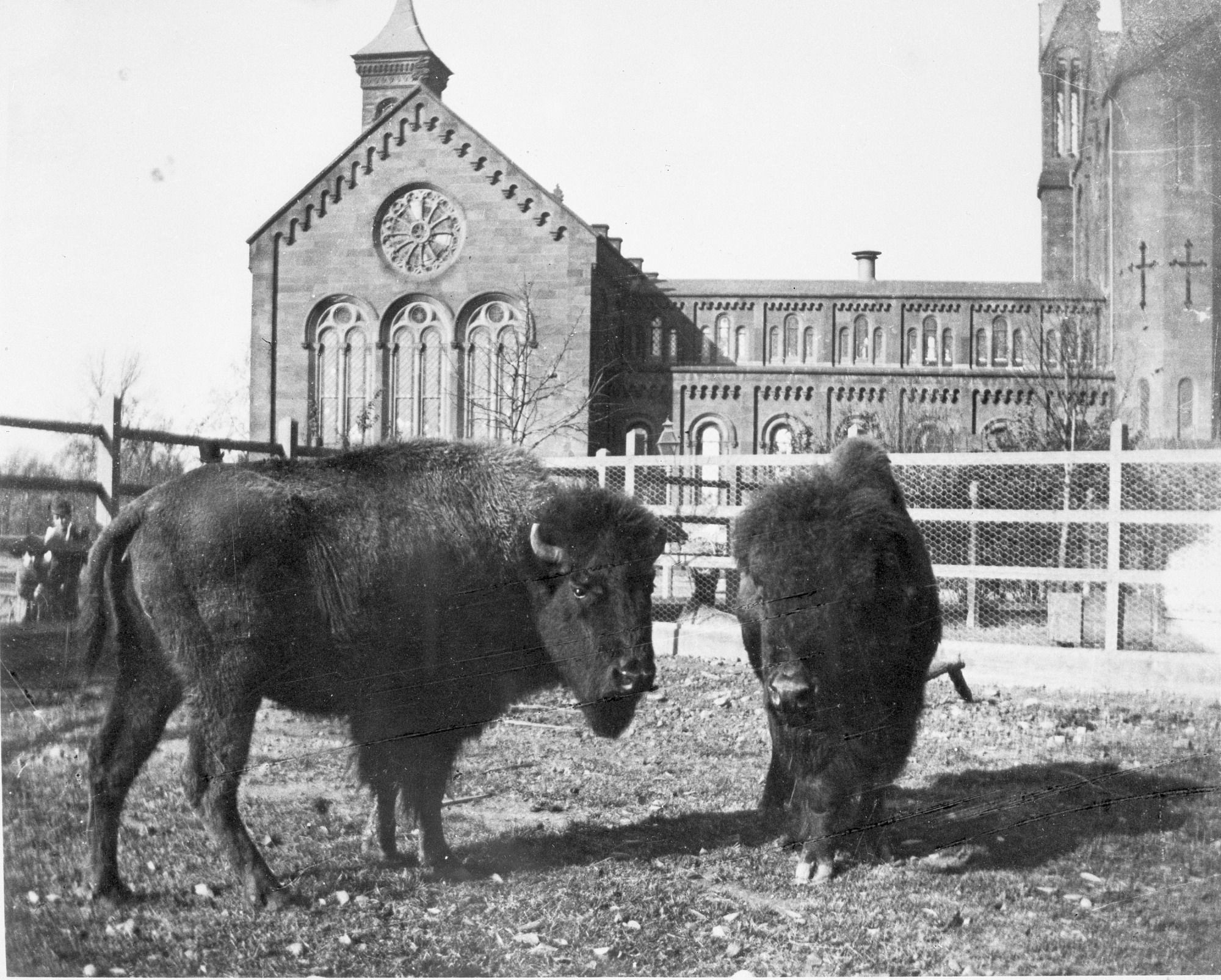 Two dark bison stand in a fenced yard before a large stone church featuring a circular rose window, arched windows, and a tall spire; a long connected building and a few onlookers are in the background.
