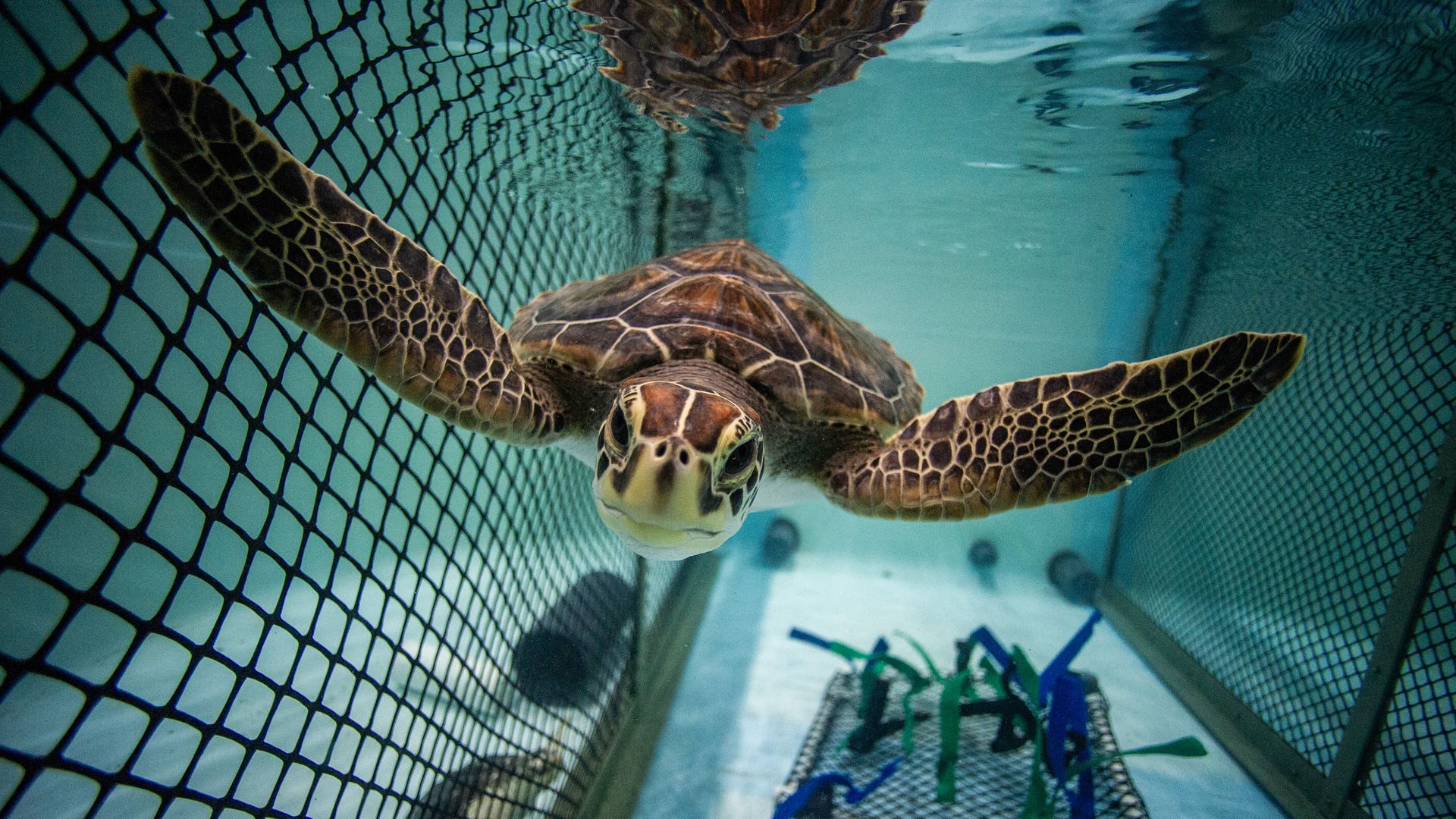 endangered sea turtle