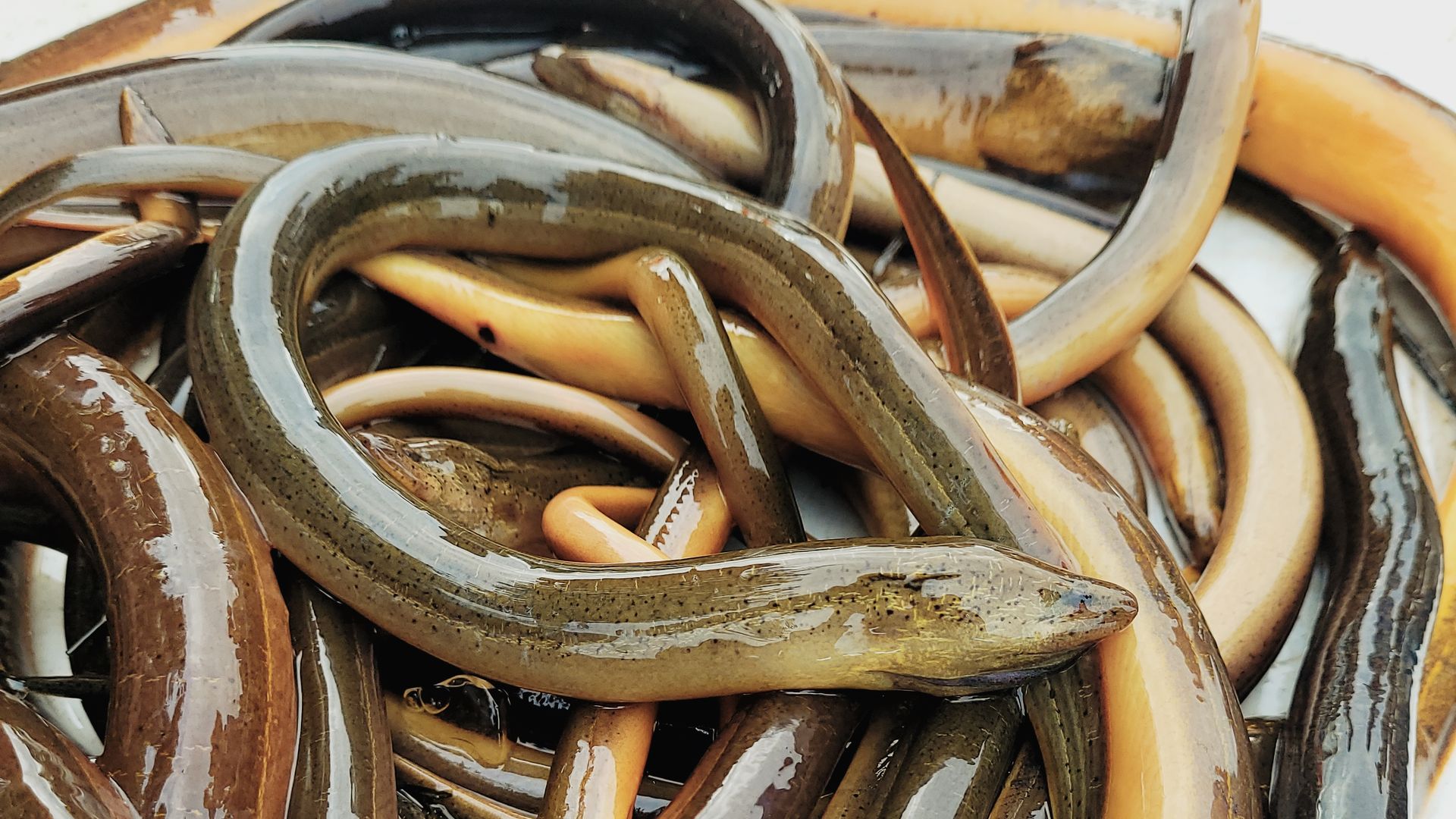 A bunch of slimy green-brown eels piled together.