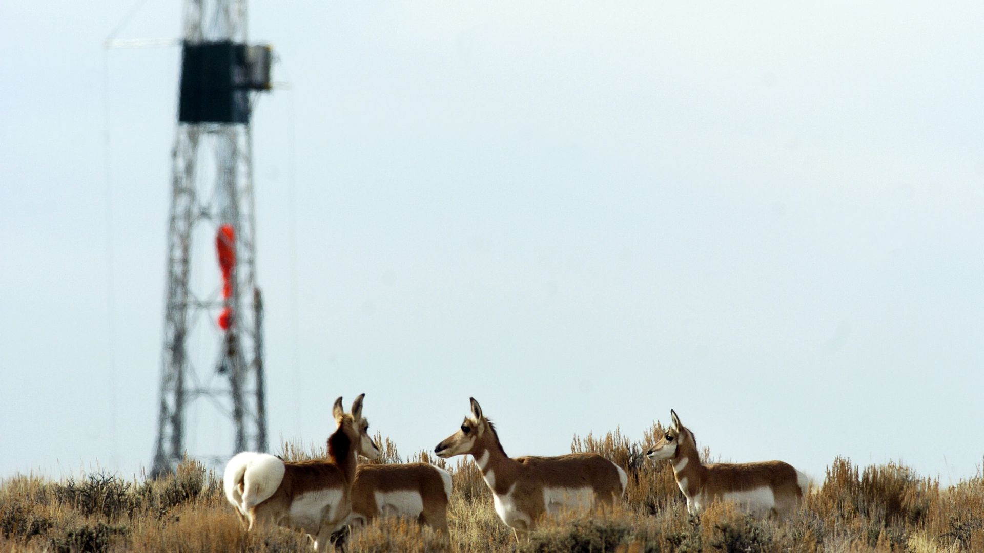 Antelope graze near oil and gas wells on Jonah Field near Pinedale, Wyoming. 