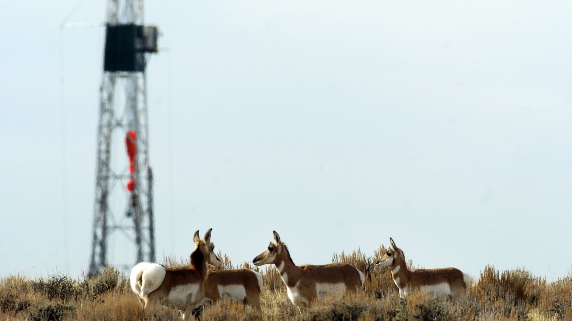 Antelope graze near oil and gas wells on Jonah Field near Pinedale, Wyoming.