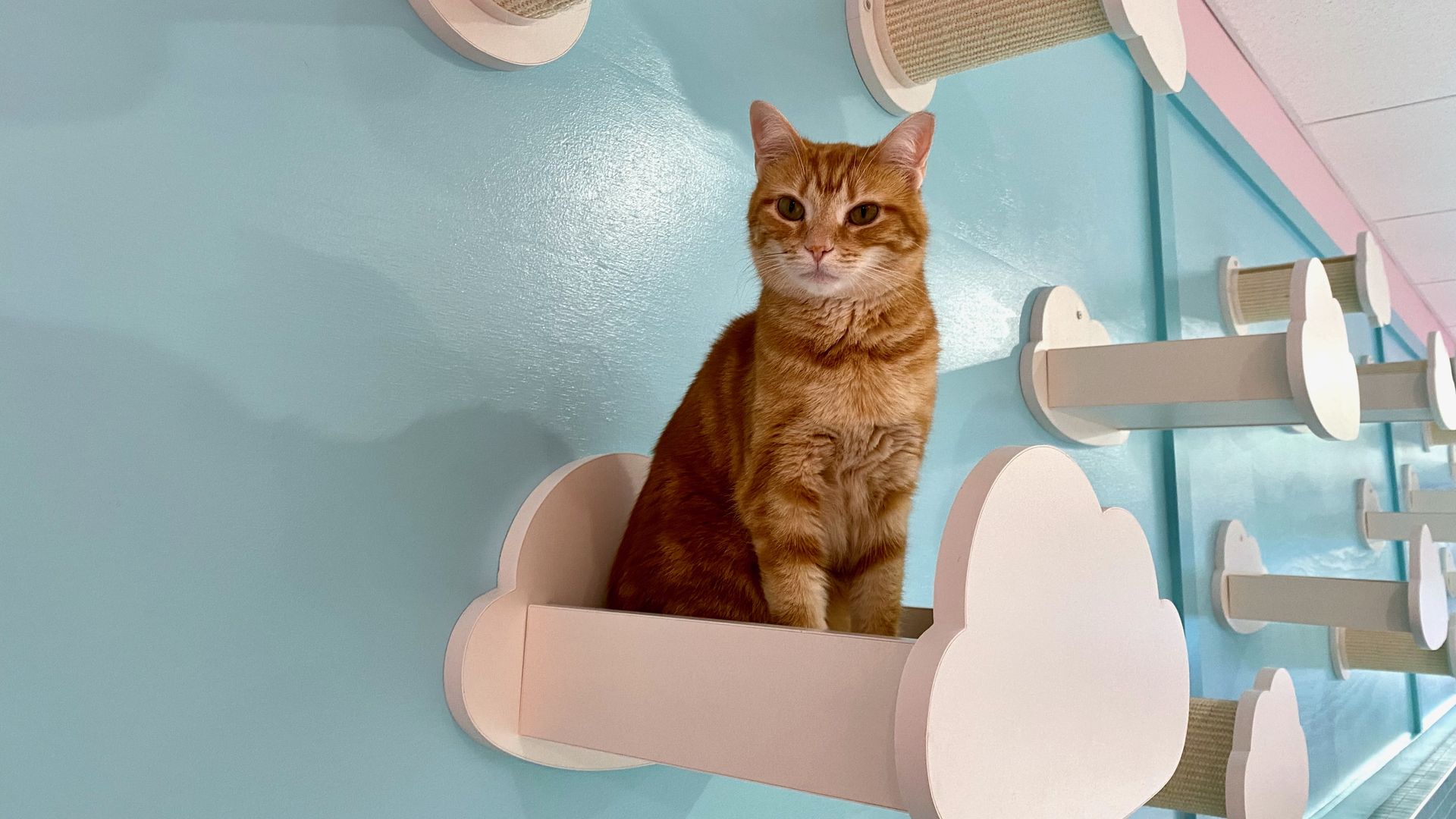 An orange cat sits on a cloud-shaped wall perch