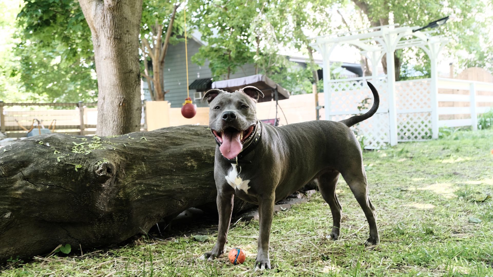A satisfied Toronto-area Sniffspot customer. Photo: R.J. Johnston/Toronto Star via Getty Images