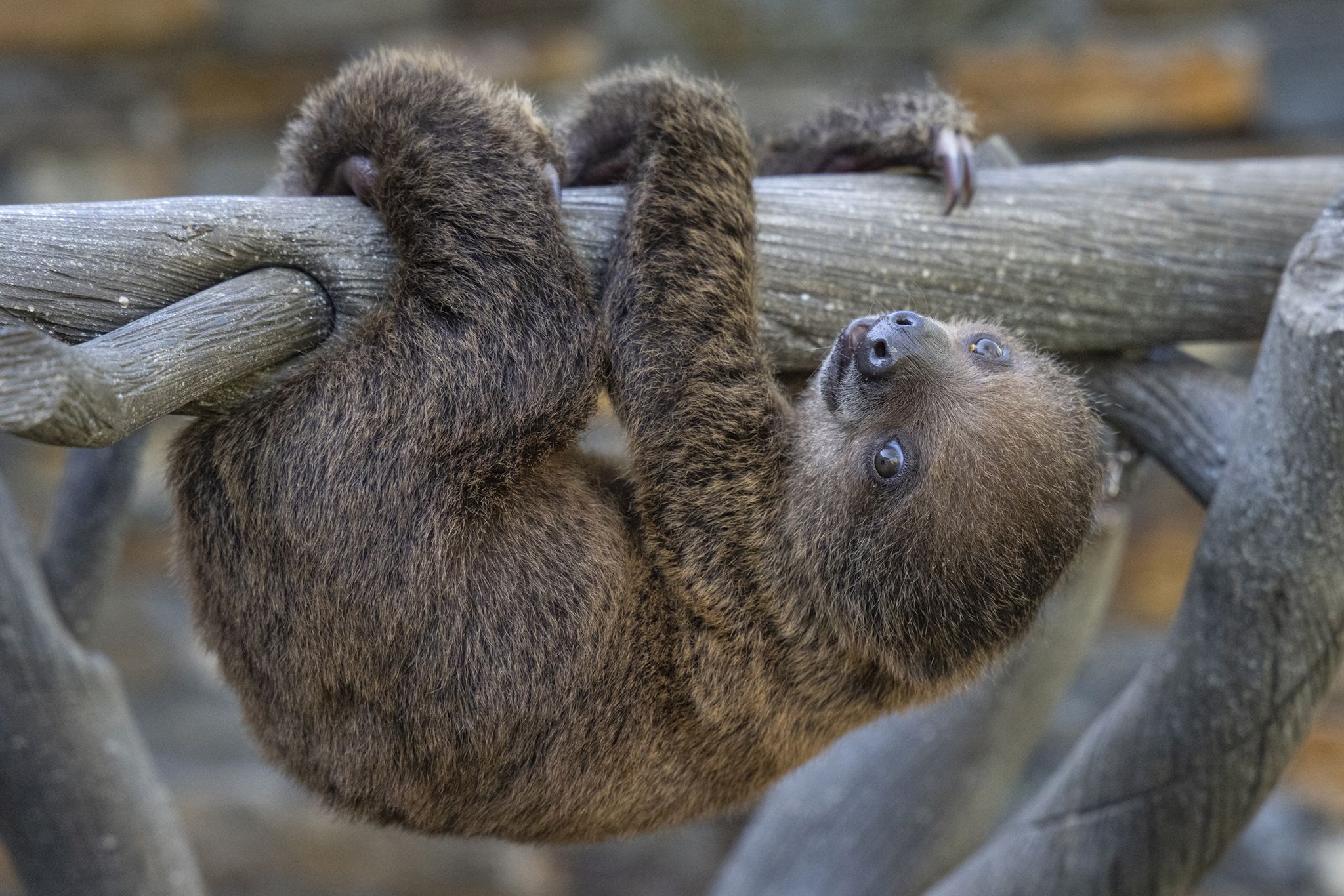 A baby sloth hangs upside down on a tree branch.