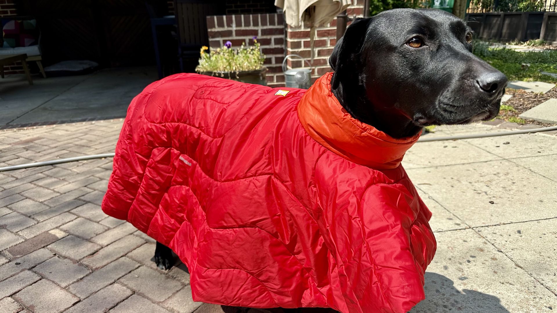 My 3-year-old lab mix, Lindy, sporting the Ruff Wear sleep poncho. Photo: John Frank/Axios