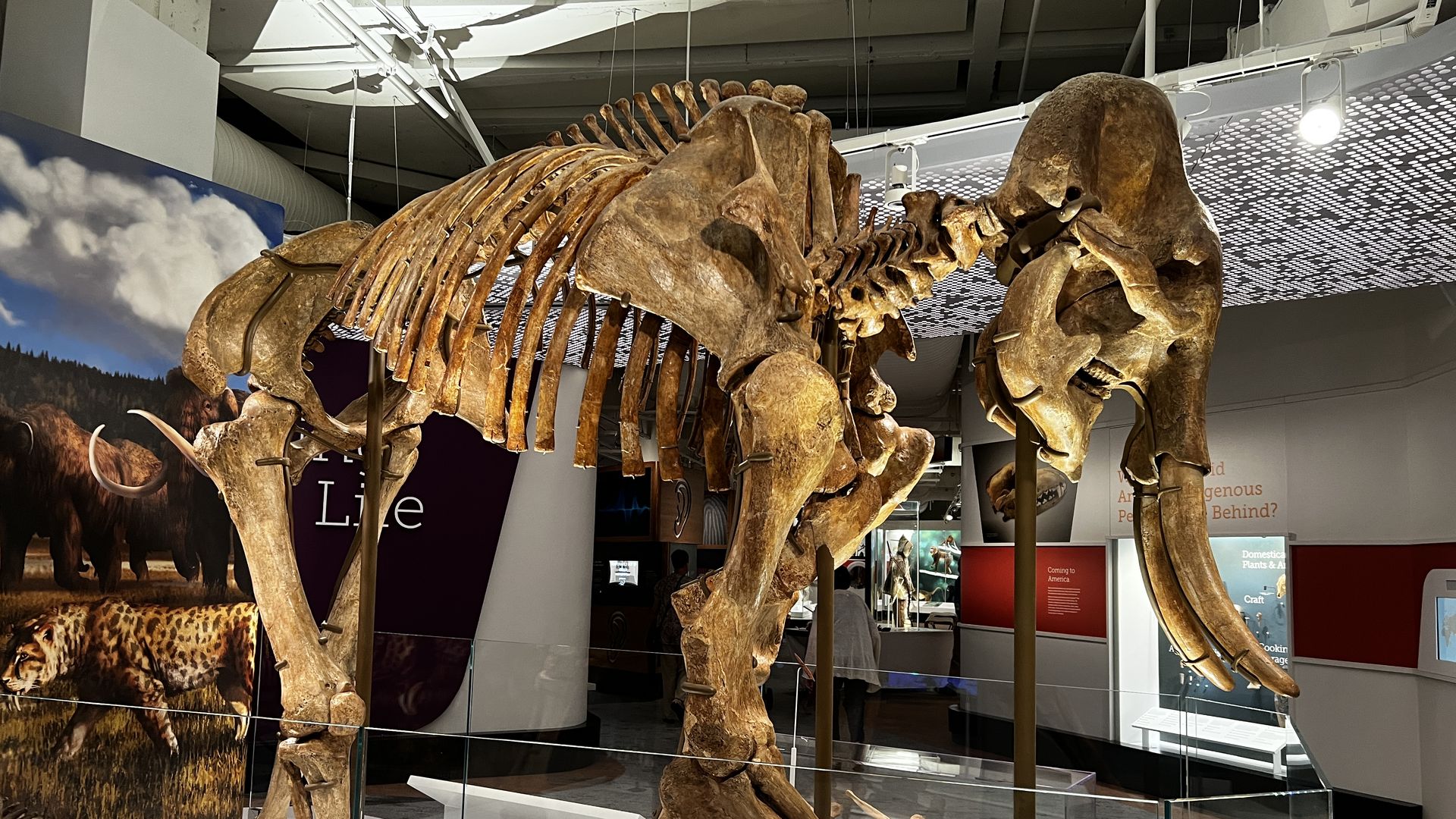 Large brown skeleton of a prehistoric elephant-like mammal with long curved tusks displayed in a museum exhibit with glass barriers and informational panels in the background.