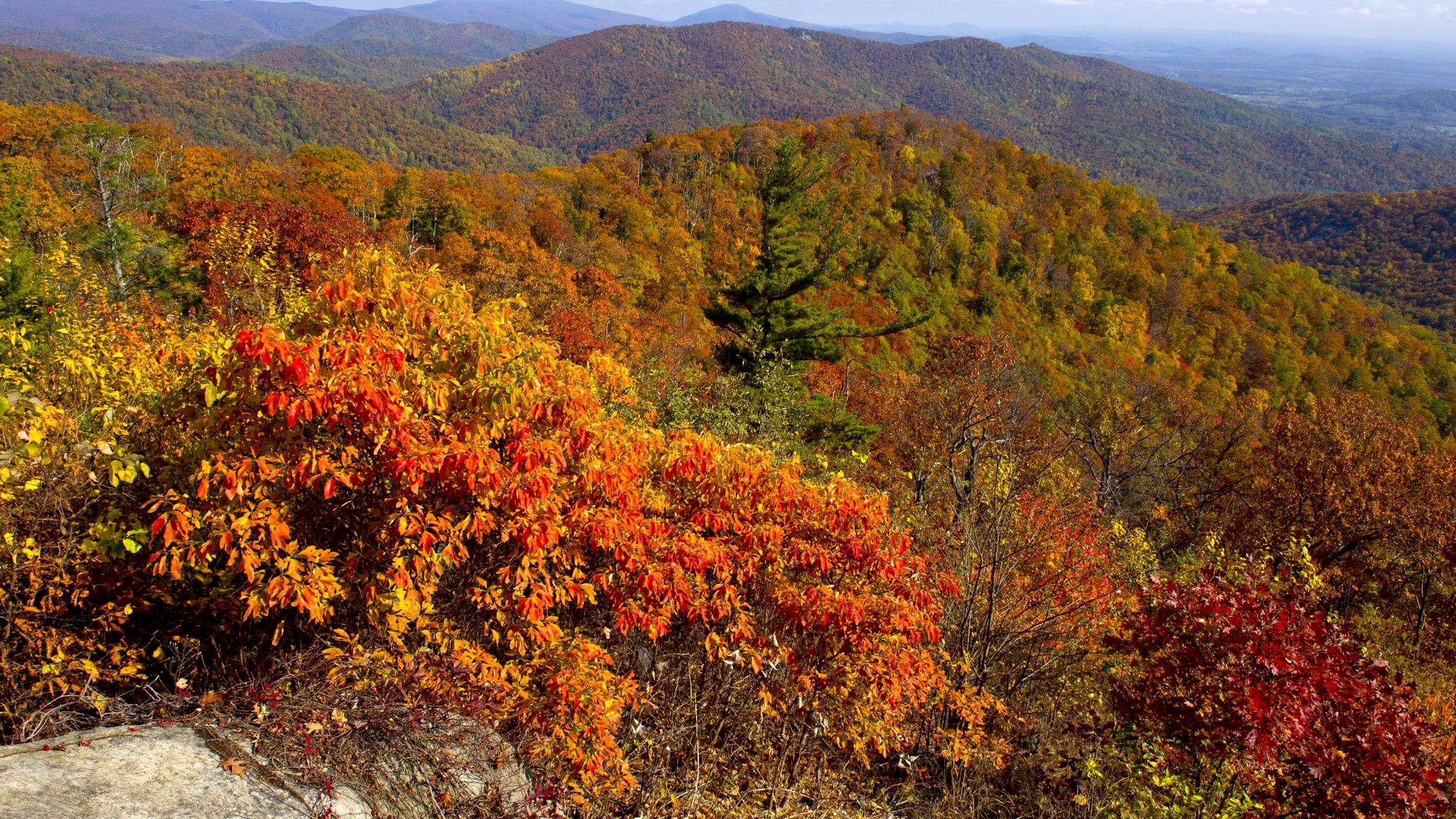 A view of the fall colorsalong Skyline drive in Shenandoah National Park in Virginia.