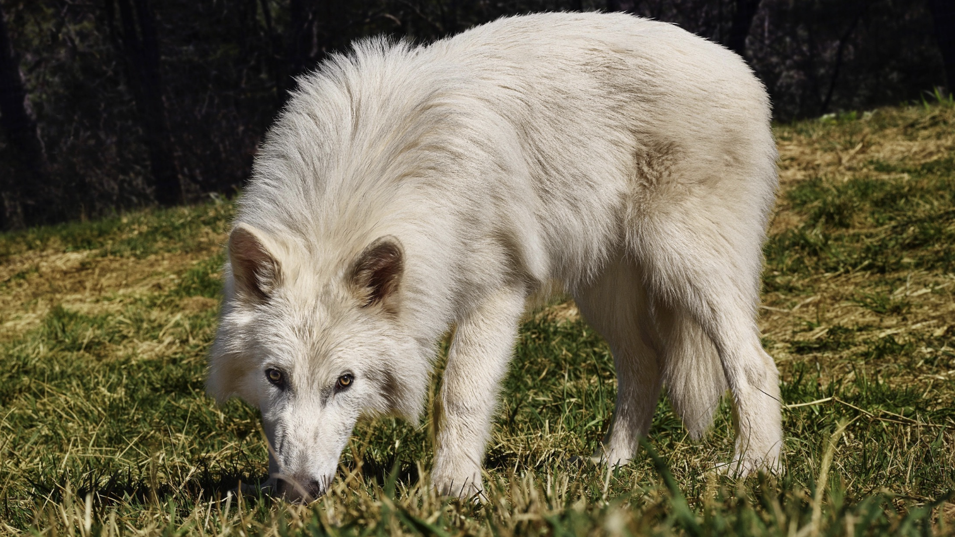 Big white wolf