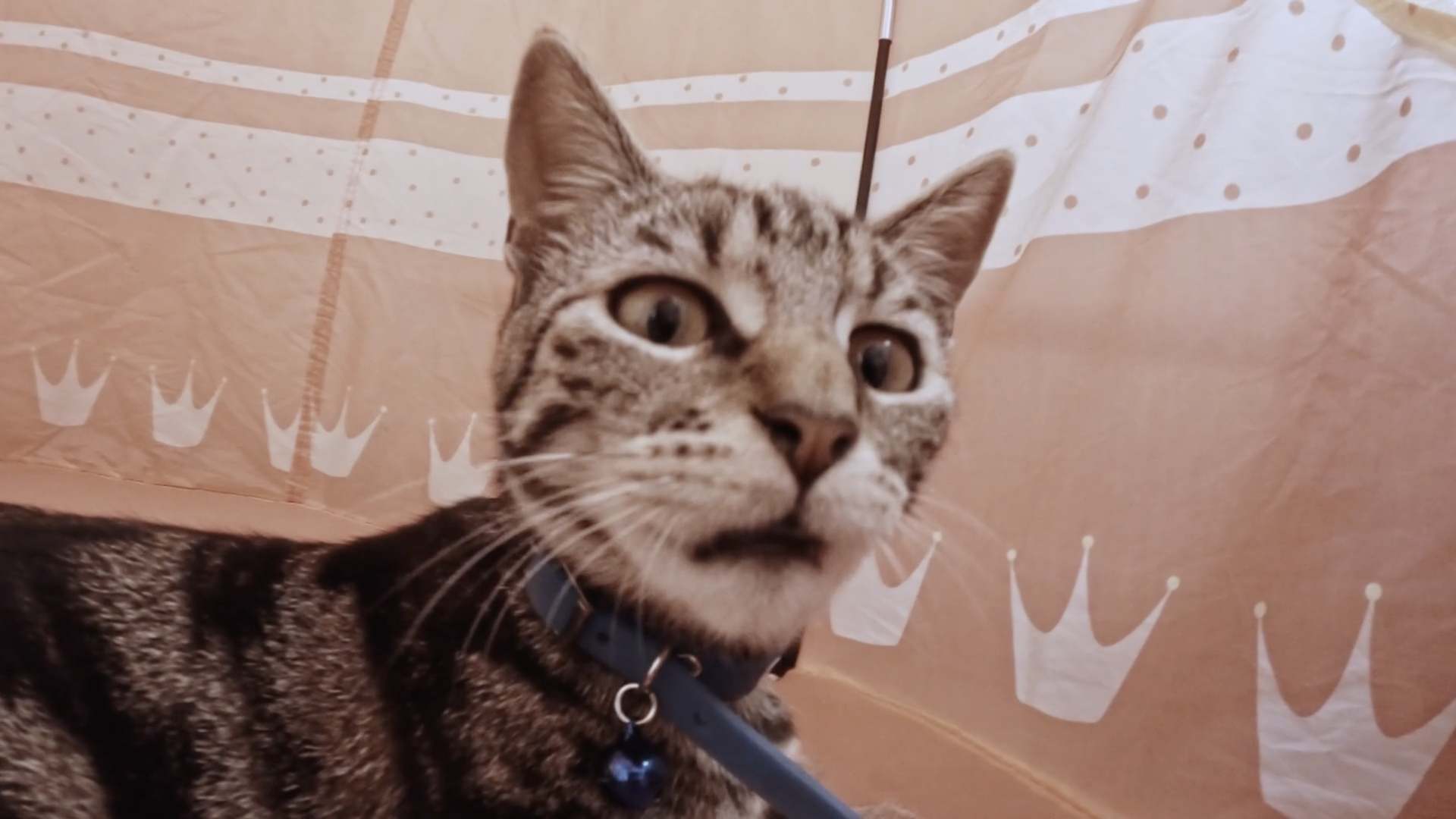 A cat gazes wide-eyed at the camera with a cloth background.