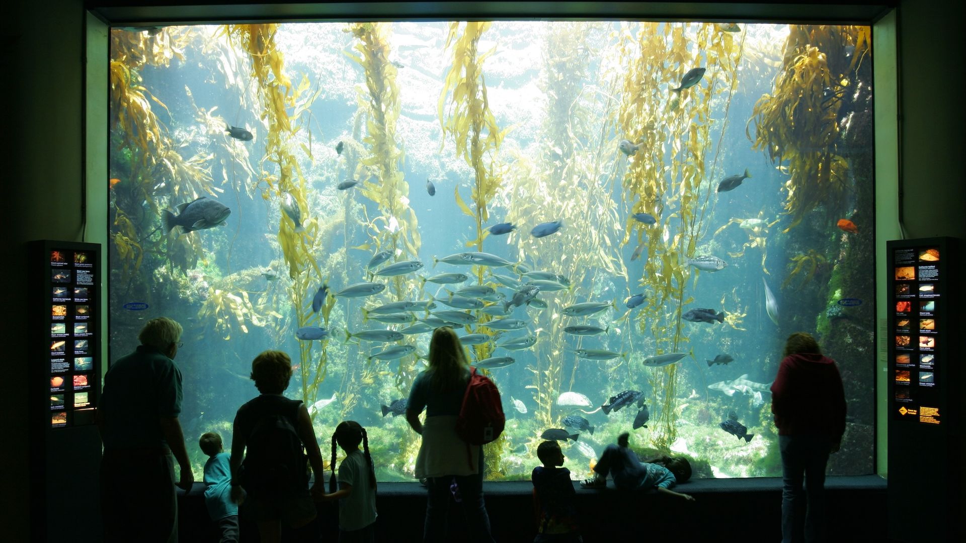 Parents and children look into a large tank with fish, kelp and other sea life at Birch Aquarium.