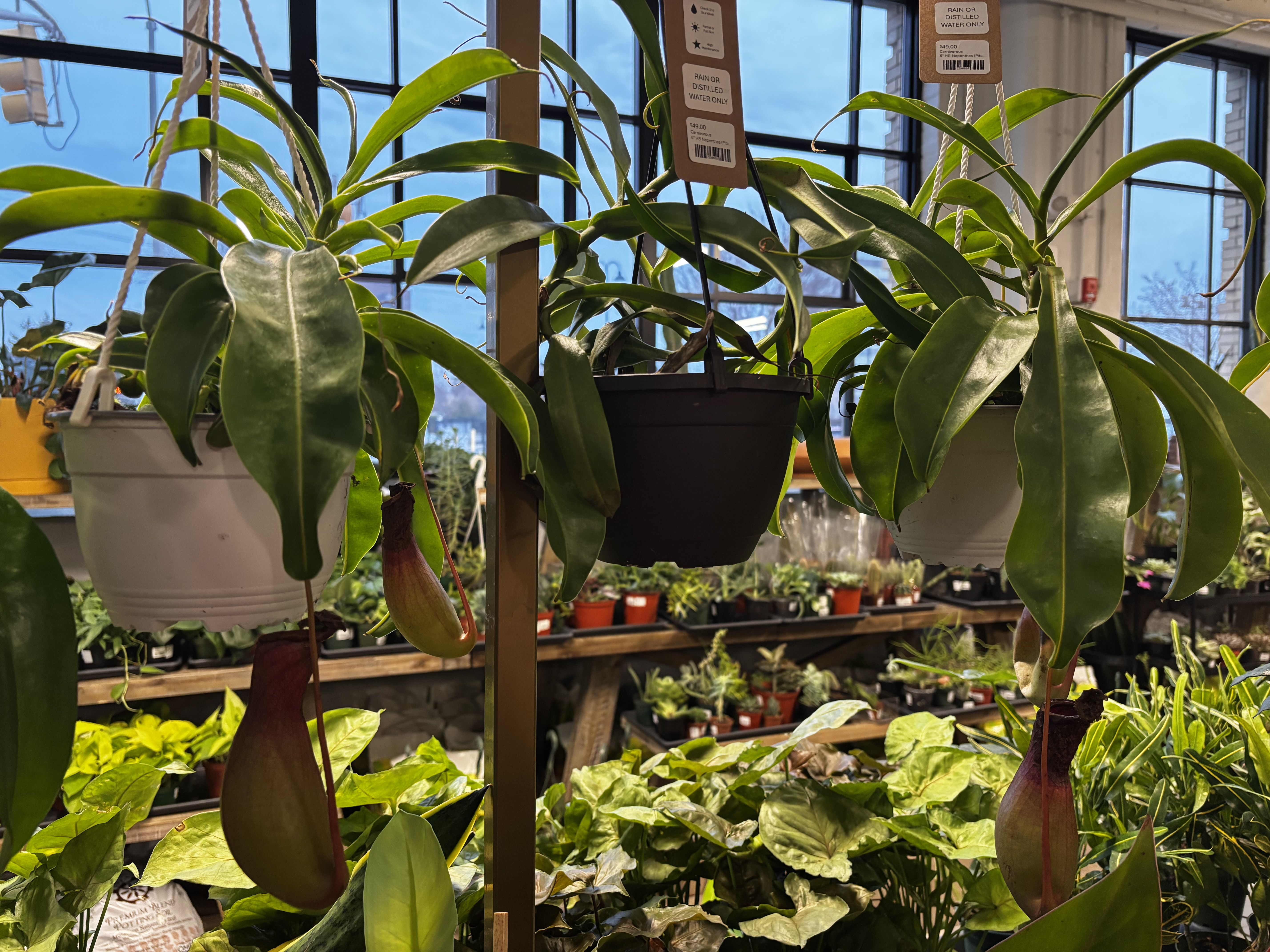 Three hanging pots with green pitcher plants showing bulbous, red-tinted traps, in a bright shop filled with various other green plants, large windows in background.
