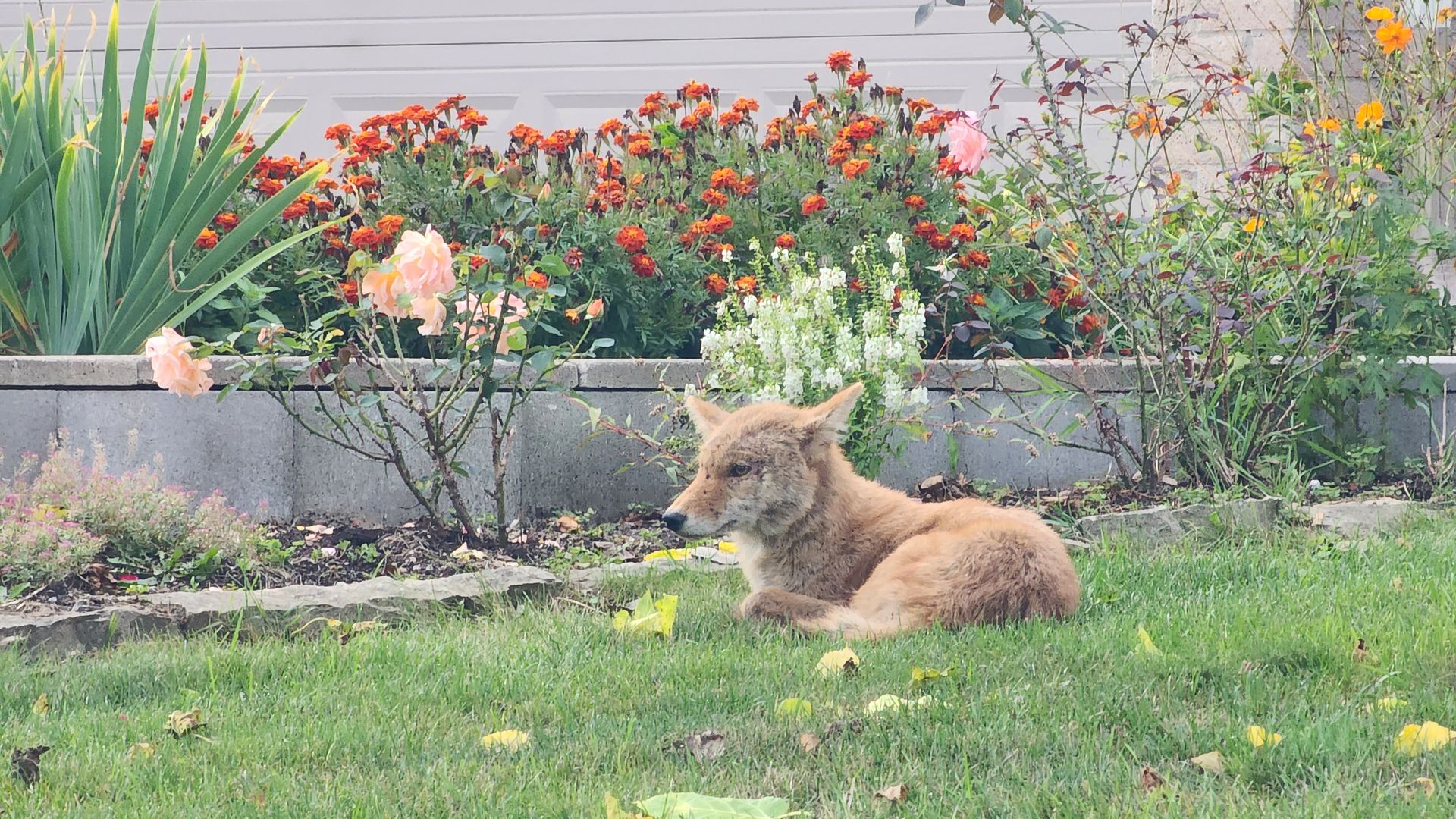 An orange coyote is relaxing on well-kept green lawn with a flower border. 
