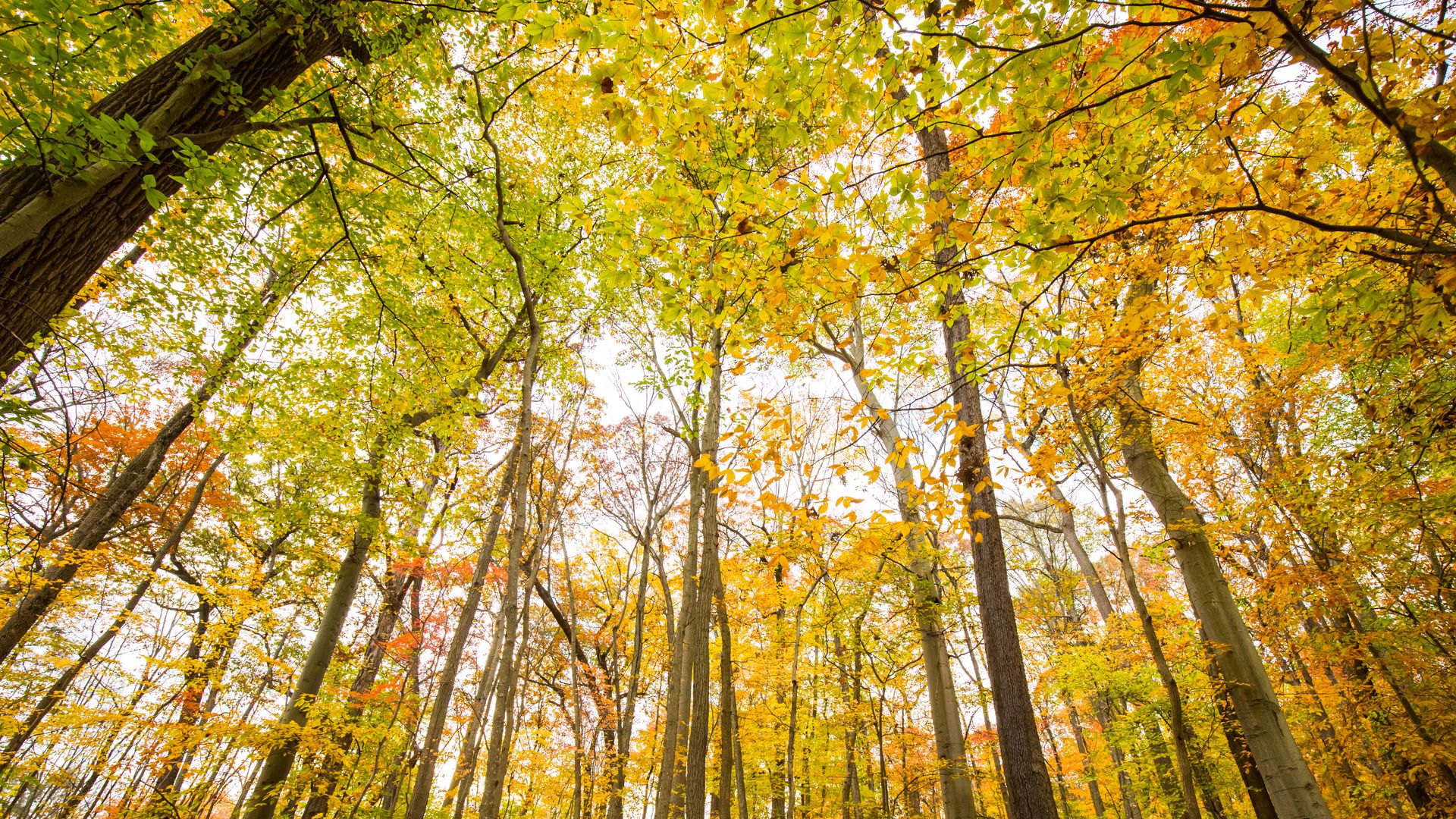 The fall foliage is on full display among these tall trees.
