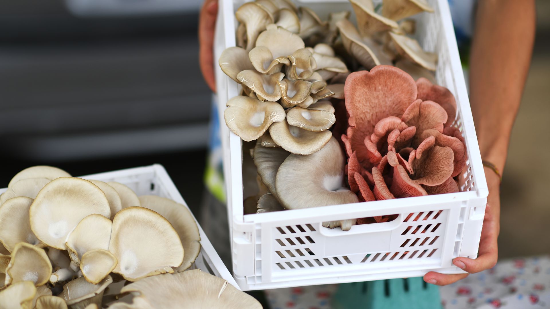 Person in a colorful shirt holds a white plastic crate filled with oyster mushrooms: pale cream clusters spilling over the left, with pinkish-red mushrooms on the right.