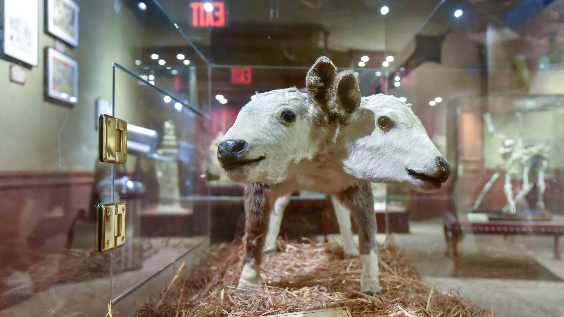 A two-headed calf in a clear display case at a museum.