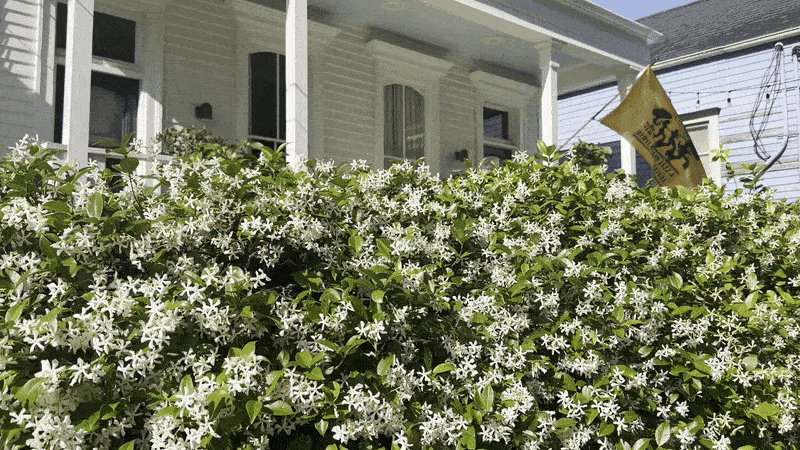 Image shows a hedge of jasmine in front of a house.