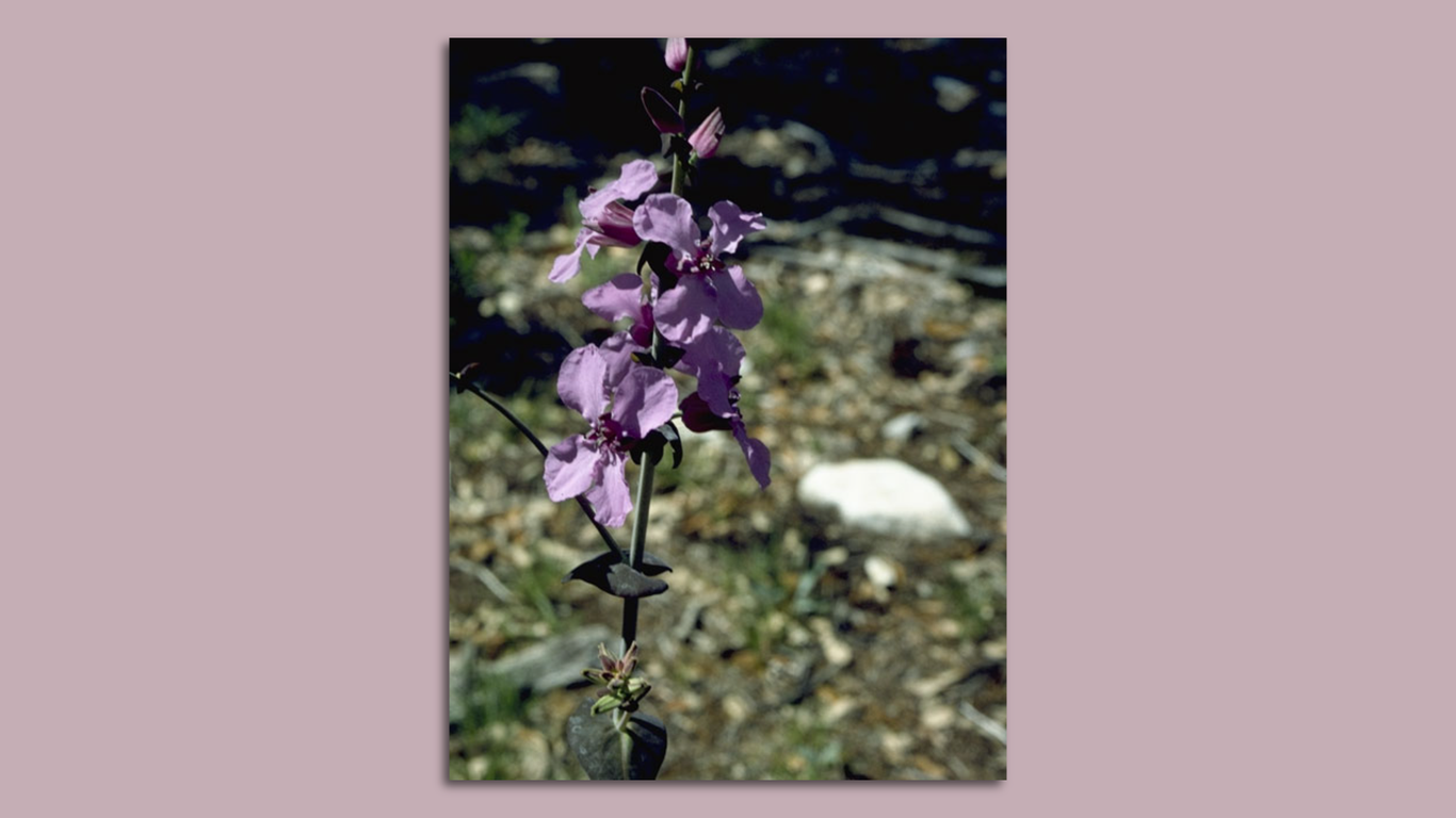 Texas wildflower listed as threatened