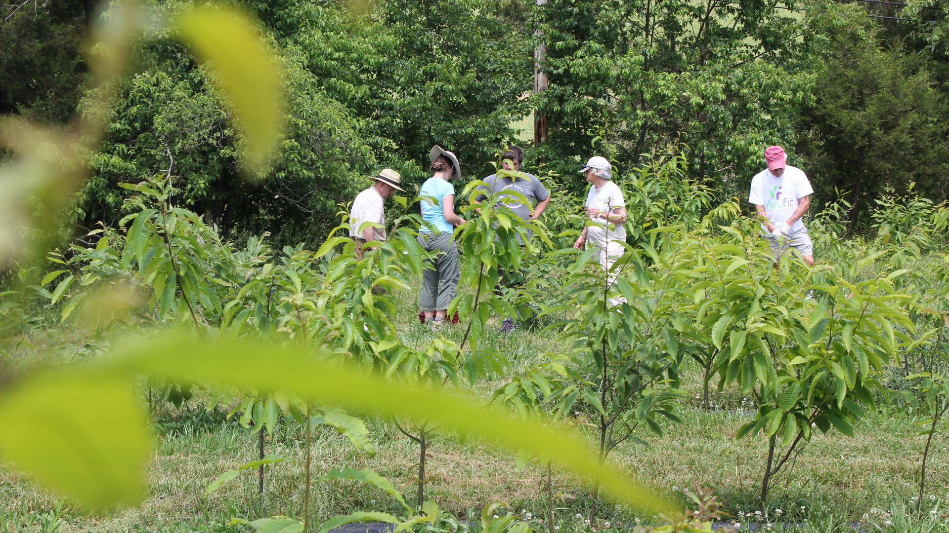 Five people stand in a lush green orchard with young trees and grass, surrounded by dense green foliage. They are wearing casual summer clothes, including hats and t-shirts.