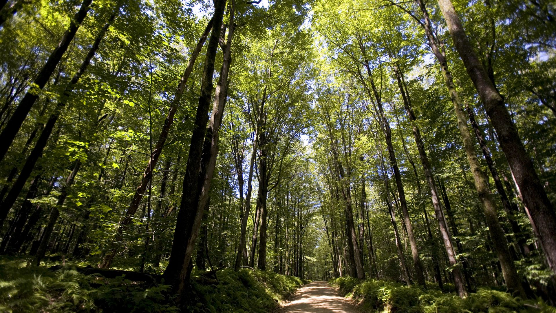 A hardwood tree canopy covers the area inside the Allegheny National Forest