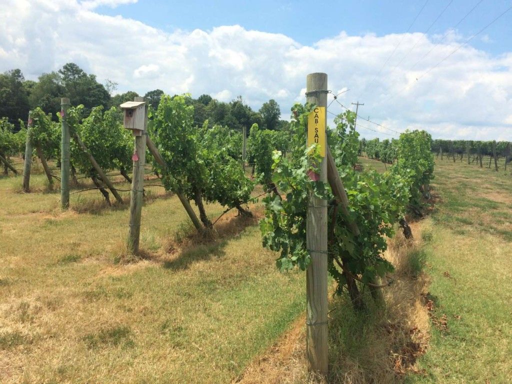 Baker Buffalo Creek Vineyard